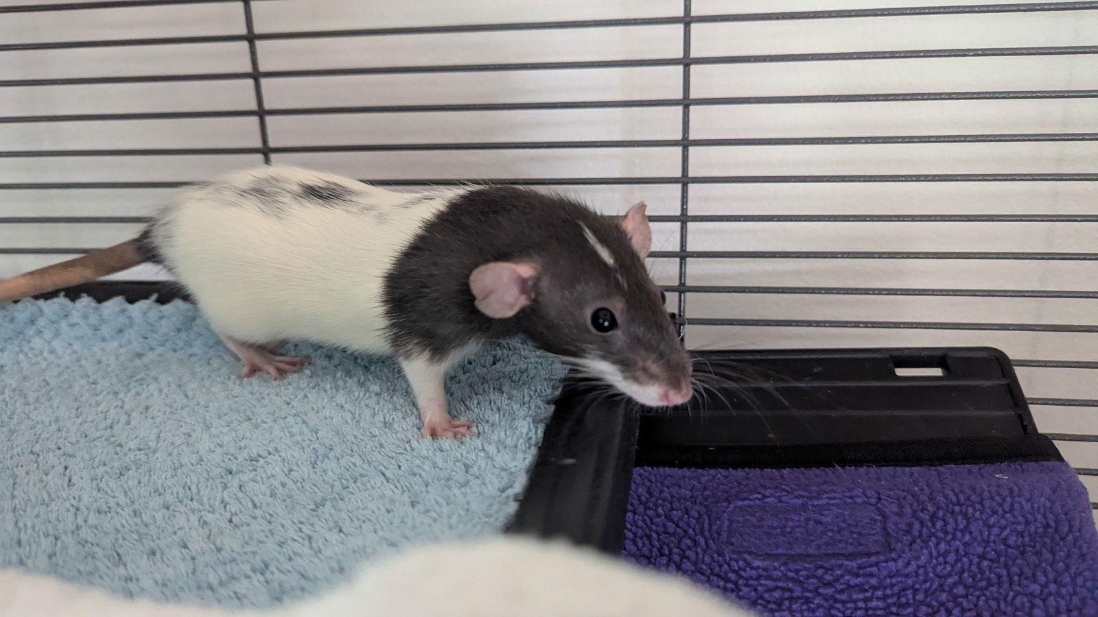 Lyra, Curi, Fermi, Joule, a Adoptable Rat in hinckley, IL image 1/3