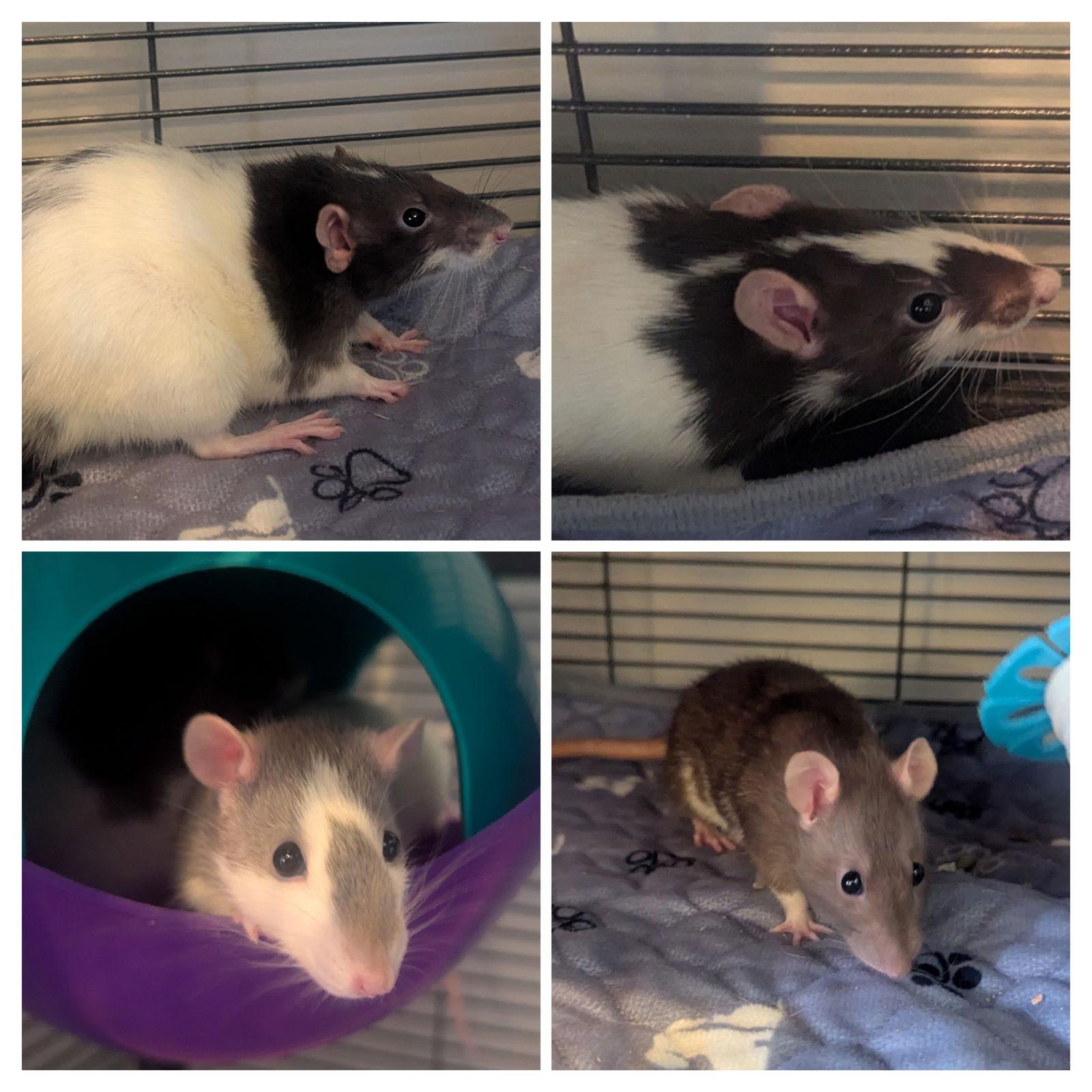 Lyra, Curi, Fermi, Joule, a Adoptable Rat in hinckley, IL image 2/3