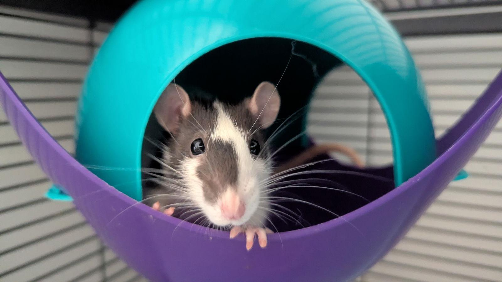 Enlarge Curi and Joule, a Adoptable Rat in hinckley, IL image 1/3