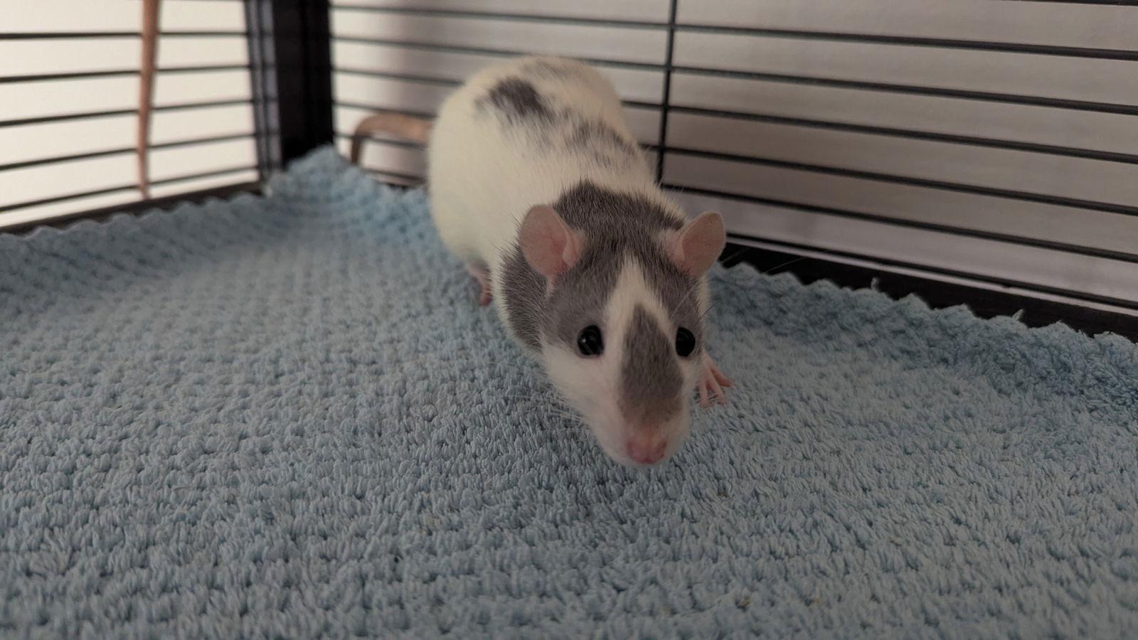 Lyra, Curi, Fermi, Joule, a Adoptable Rat in hinckley, IL image 3/3