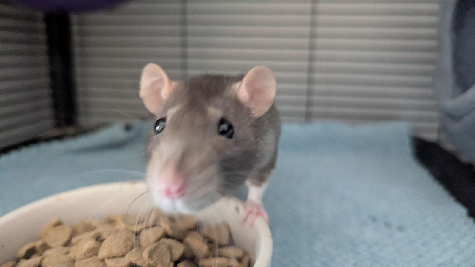 Enlarge Curi and Joule, a Adoptable Rat in hinckley, IL image 2/3