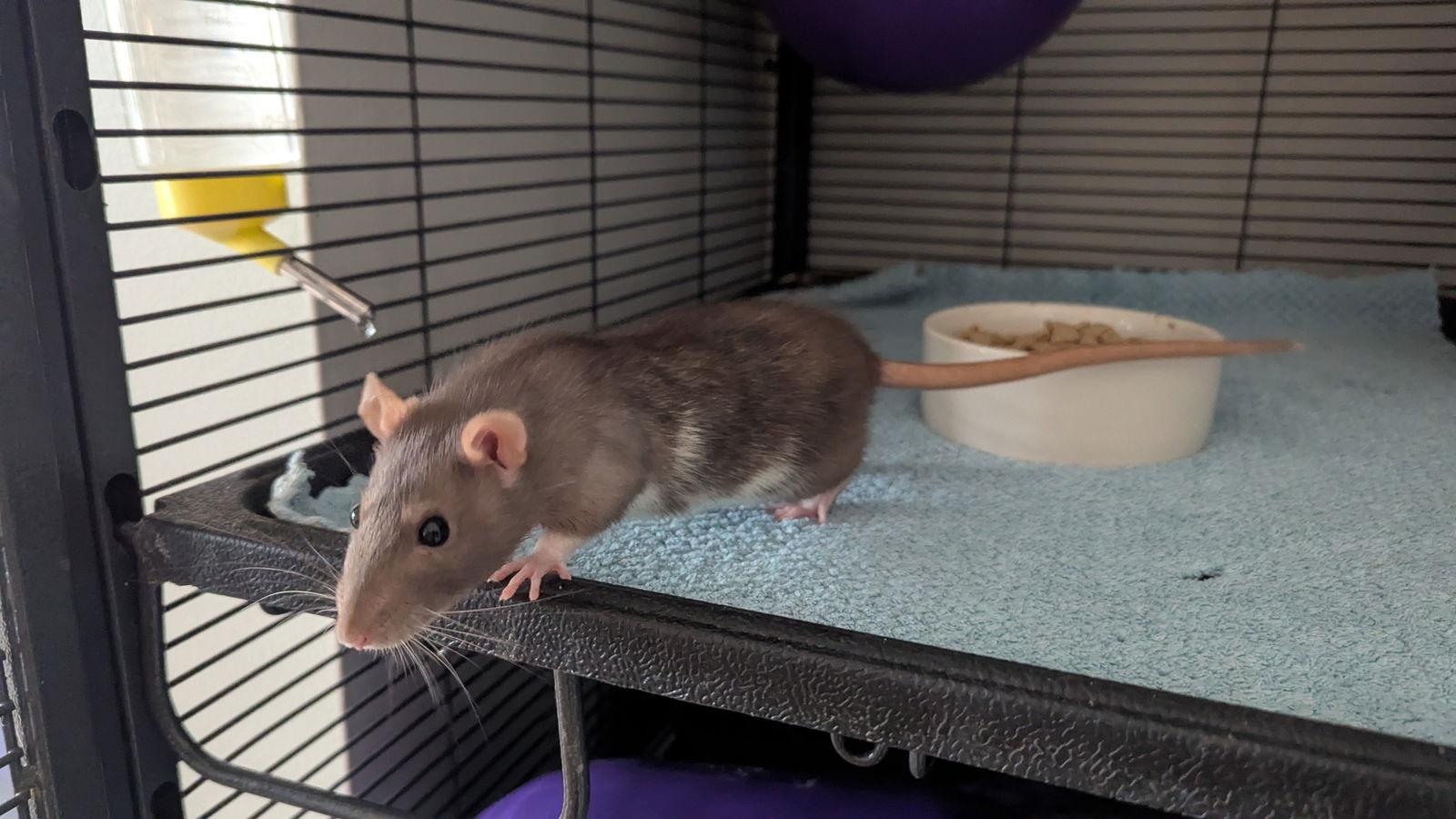 Enlarge Curi and Joule, a Adoptable Rat in hinckley, IL image 3/3