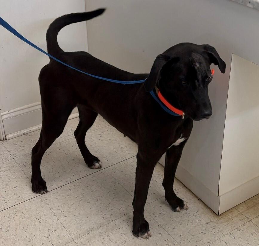 Enlarge Sarahfina, a Adoptable mixed breed in Dawson, GA image 1/2