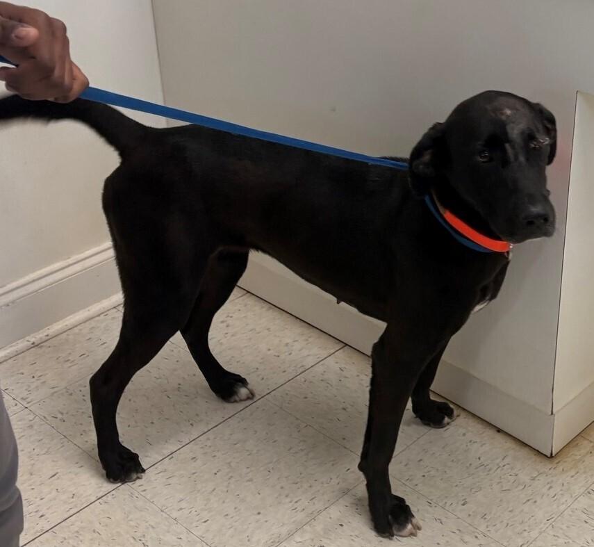 Enlarge Sarahfina, a Adoptable mixed breed in Dawson, GA image 2/2