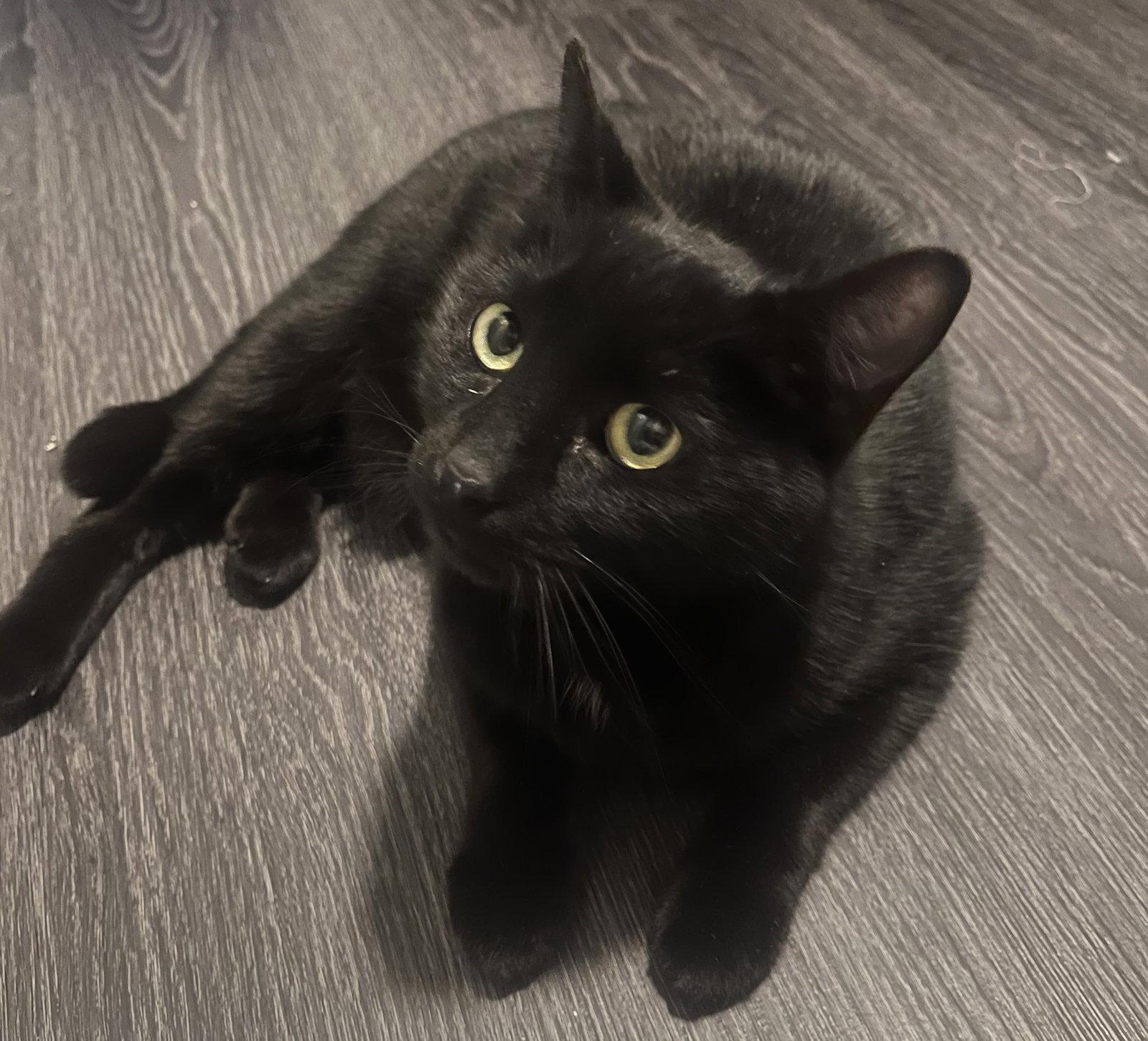 Enlarge Valentino, a Adoptable Domestic Short Hair in Lexington, SC image 1/3