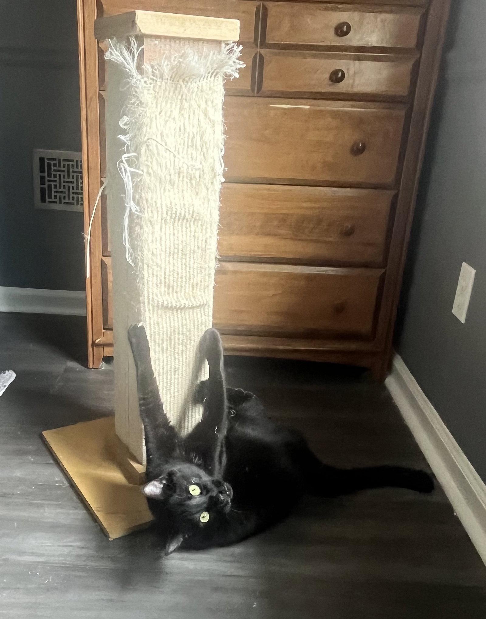 Enlarge Valentino, a Adoptable Domestic Short Hair in Lexington, SC image 2/3