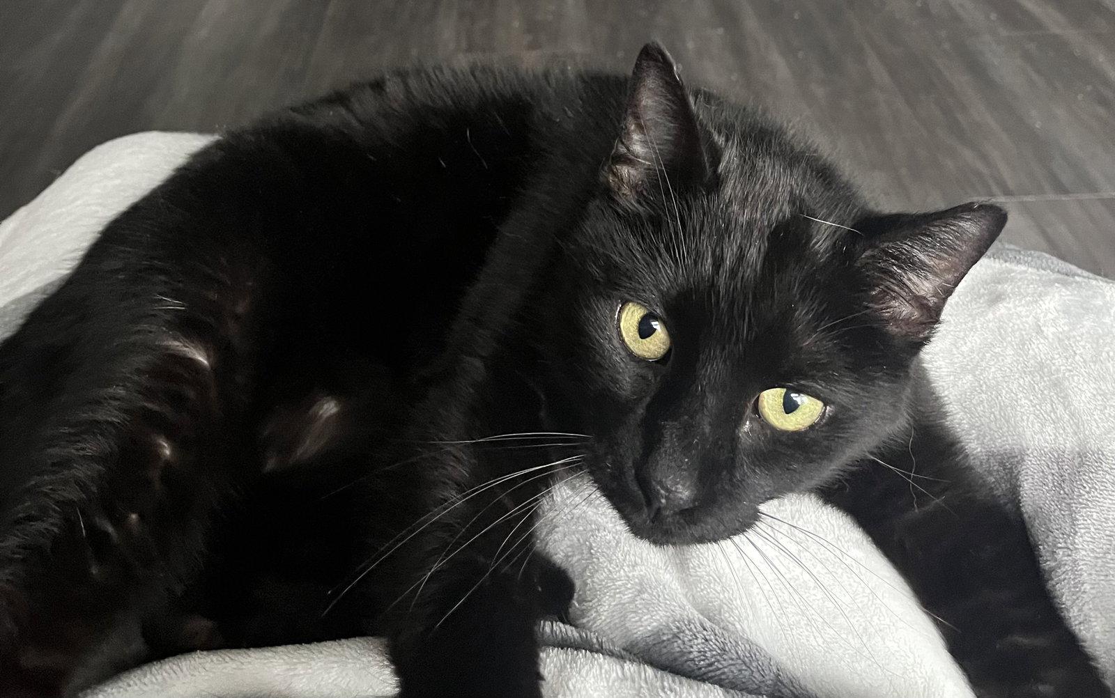 Enlarge Valentino, a Adoptable Domestic Short Hair in Lexington, SC image 3/3