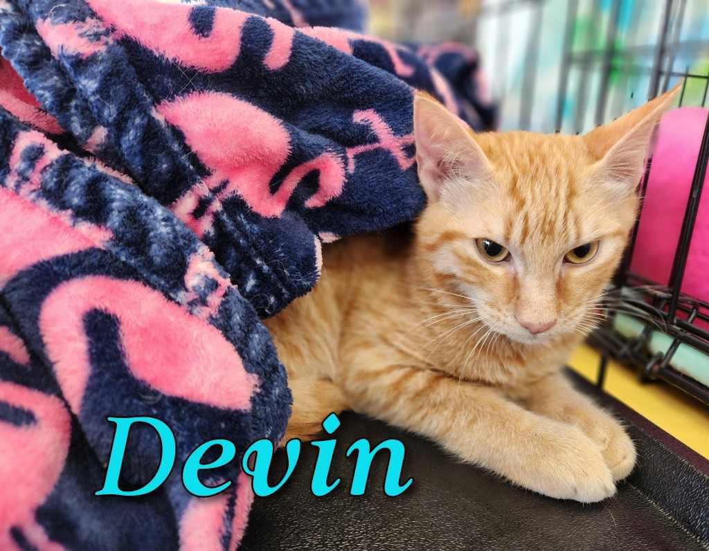Devin