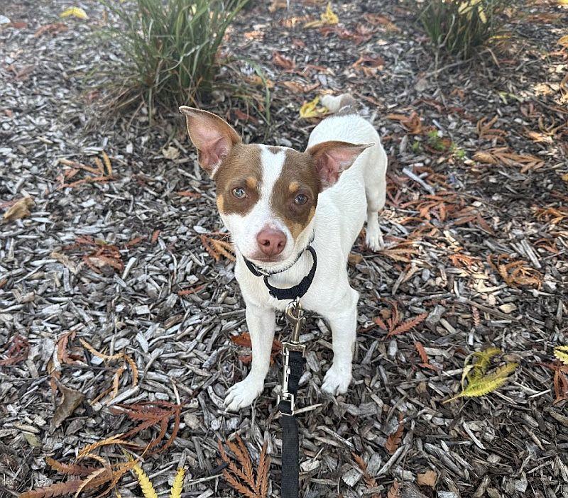Enlarge Pedro, an adopted mixed breed in Berkeley, CA image 4/4