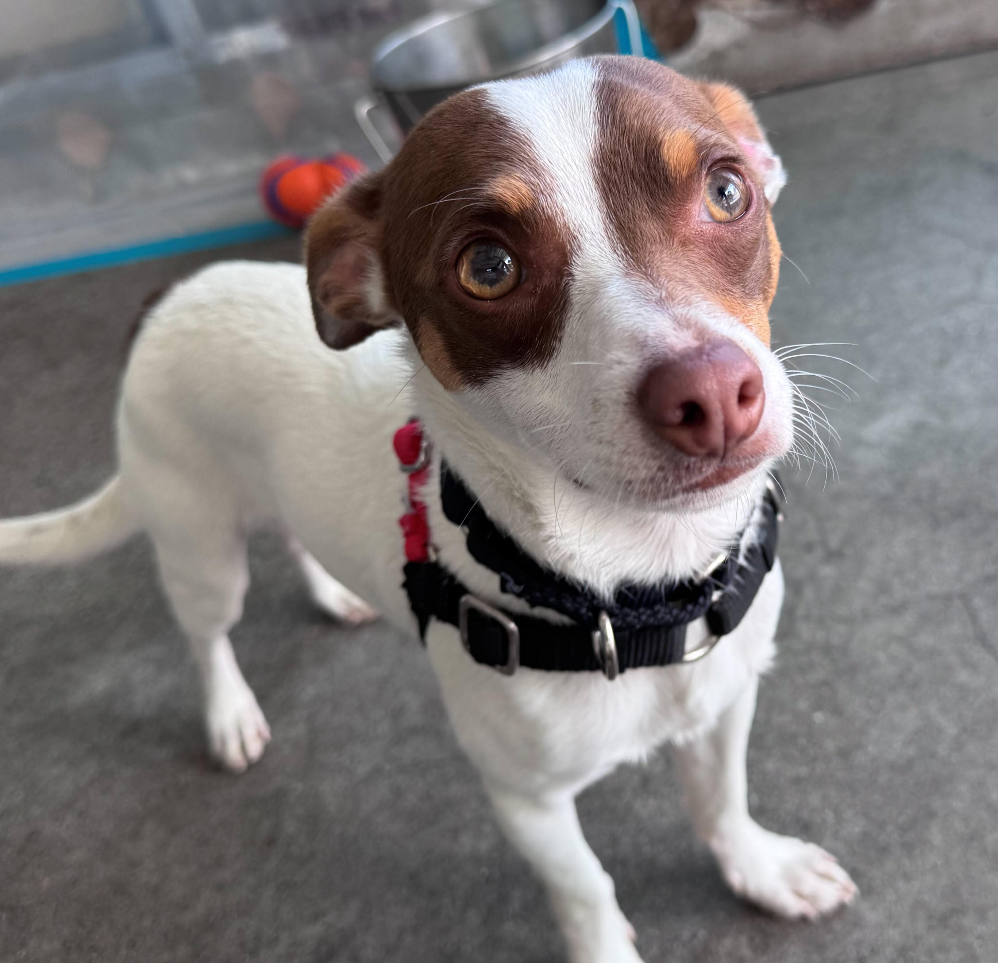 Enlarge Pedro, an adopted mixed breed in Berkeley, CA image 2/4