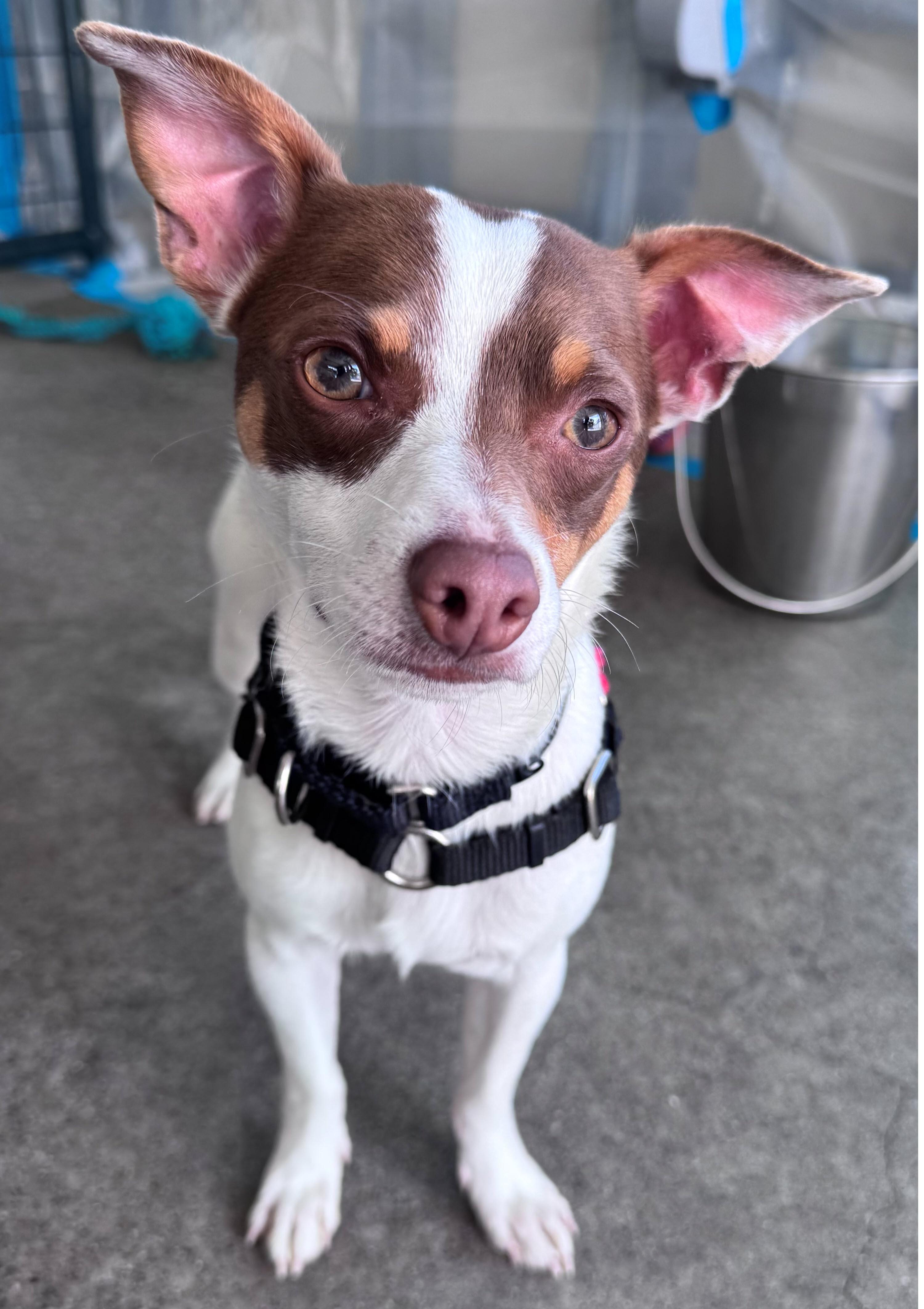 Pedro, adopted, Puppy Male Chihuahua & Parson Russell Terrier.