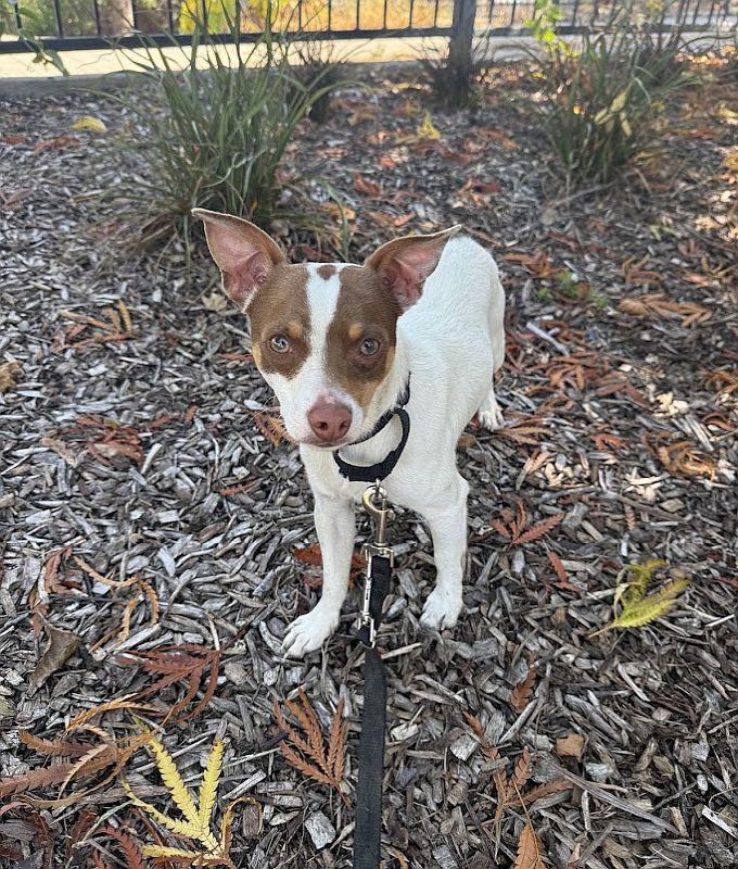 Enlarge Pedro, an adopted mixed breed in Berkeley, CA image 3/4
