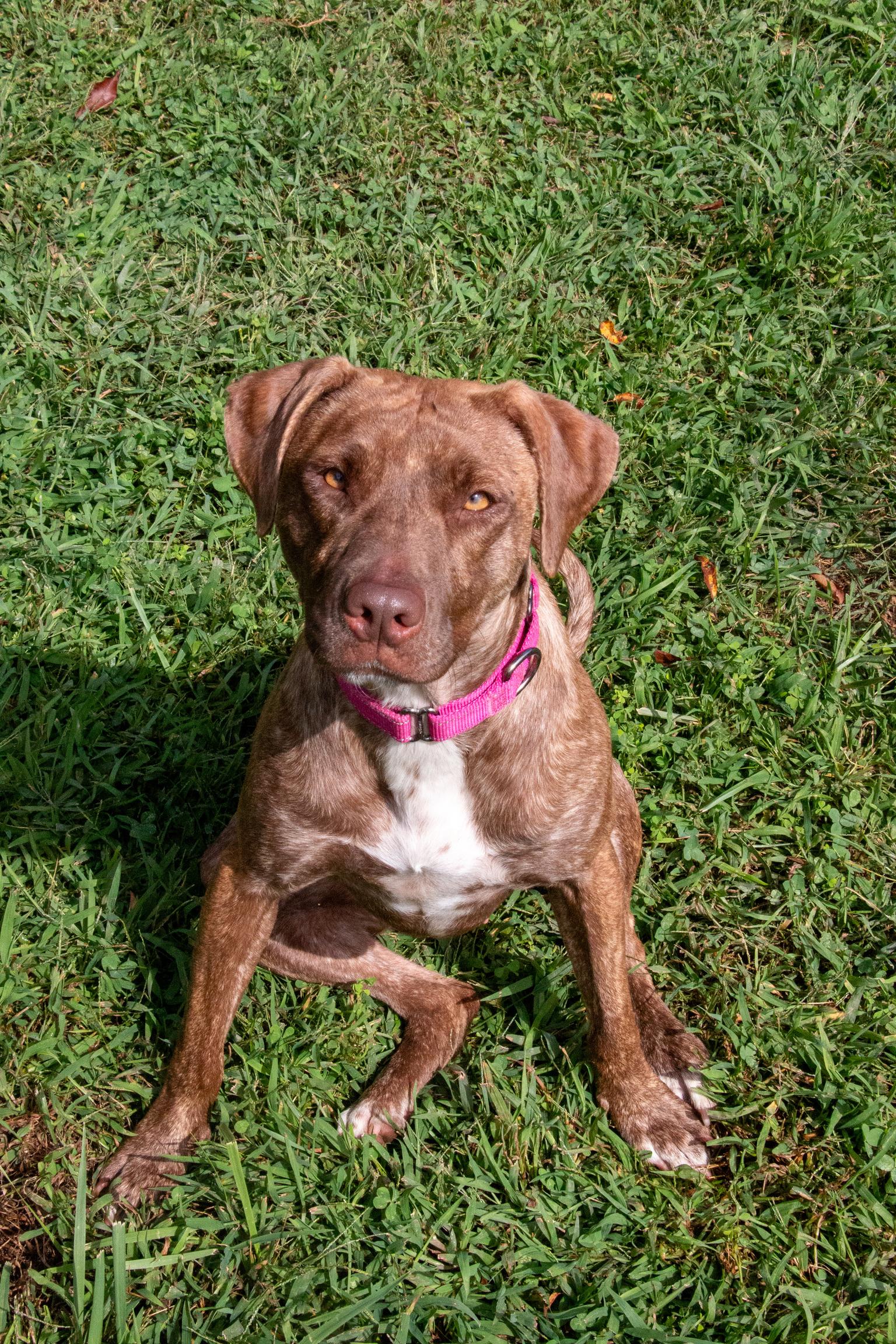 Enlarge Carol- Sweet Love Bug, a Adoptable mixed breed in State College, PA image 5/6