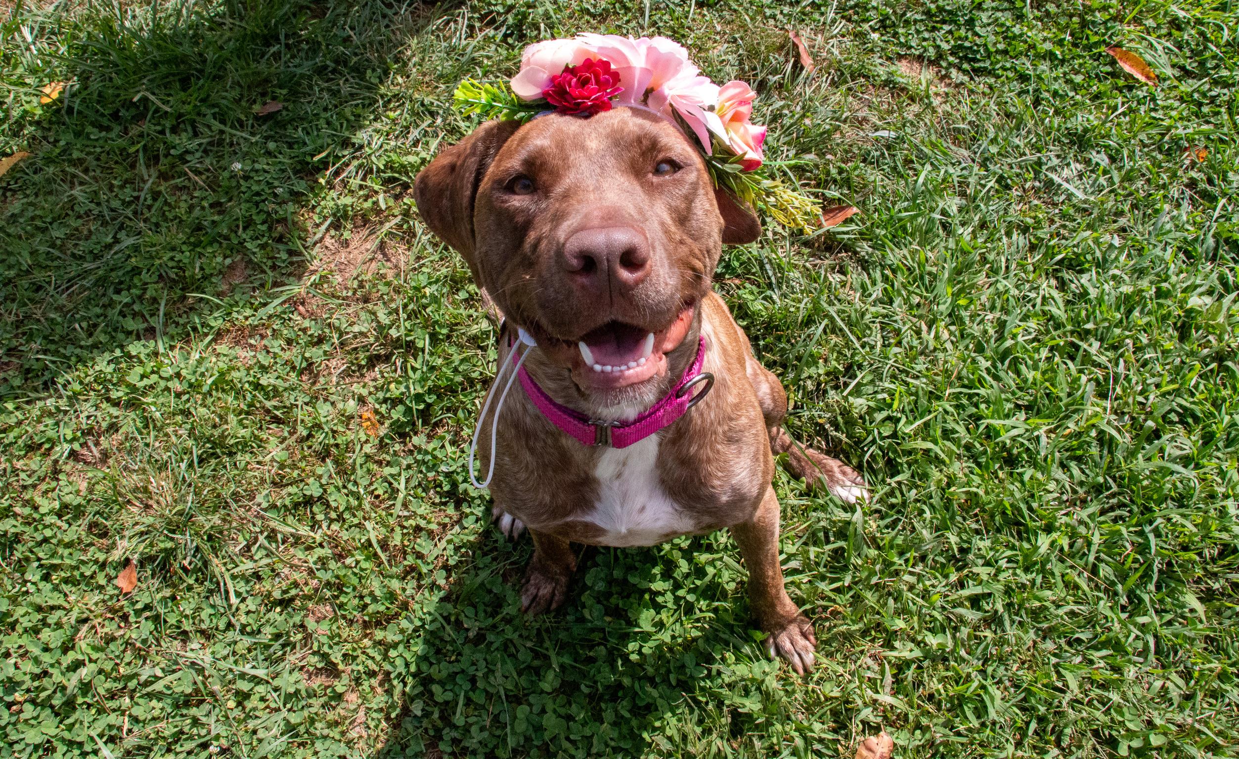 Enlarge Carol- Sweet Love Bug, a Adoptable mixed breed in State College, PA image 4/6