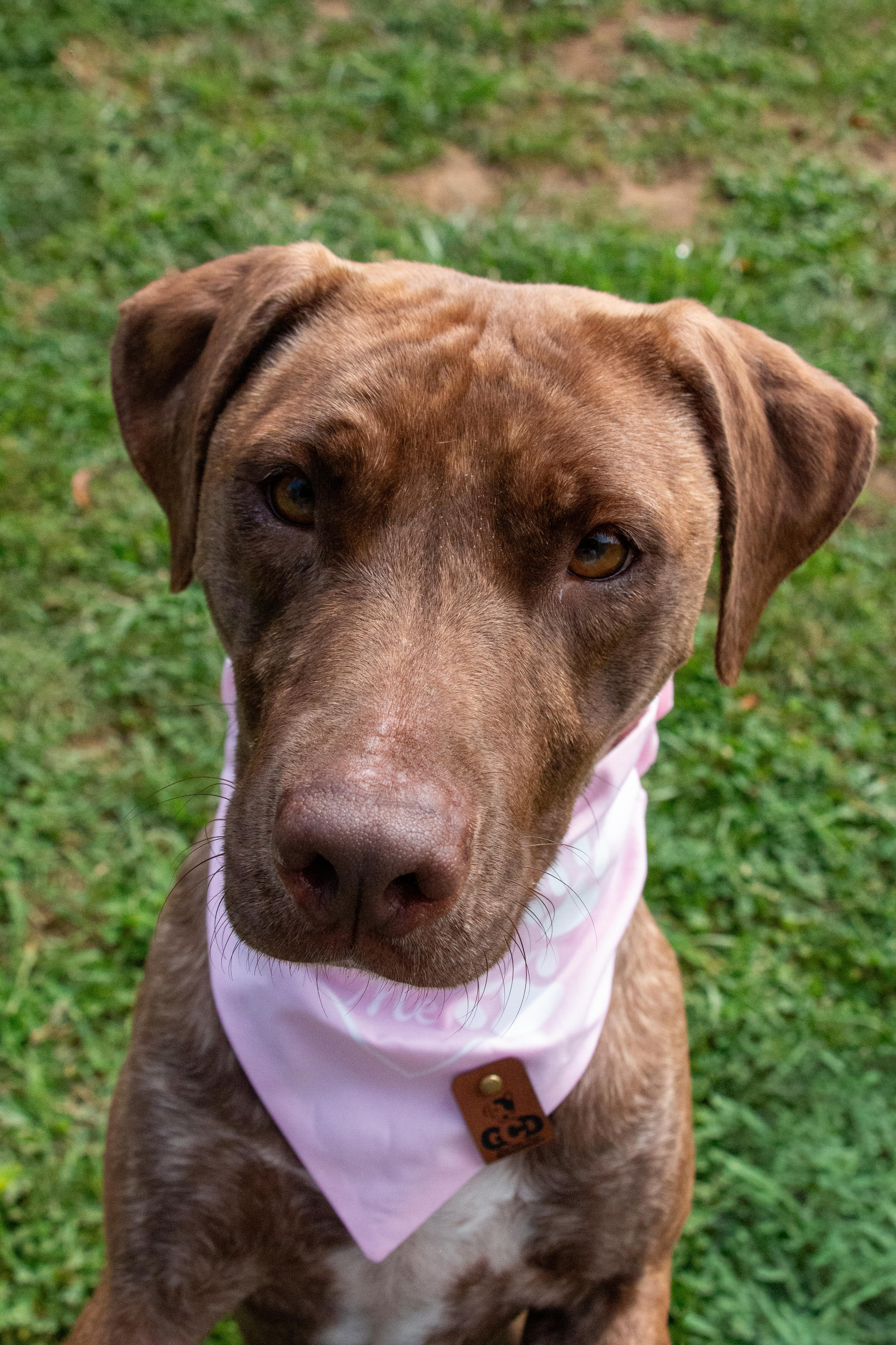 Enlarge Carol- Sweet Love Bug, a Adoptable mixed breed in State College, PA image 3/6