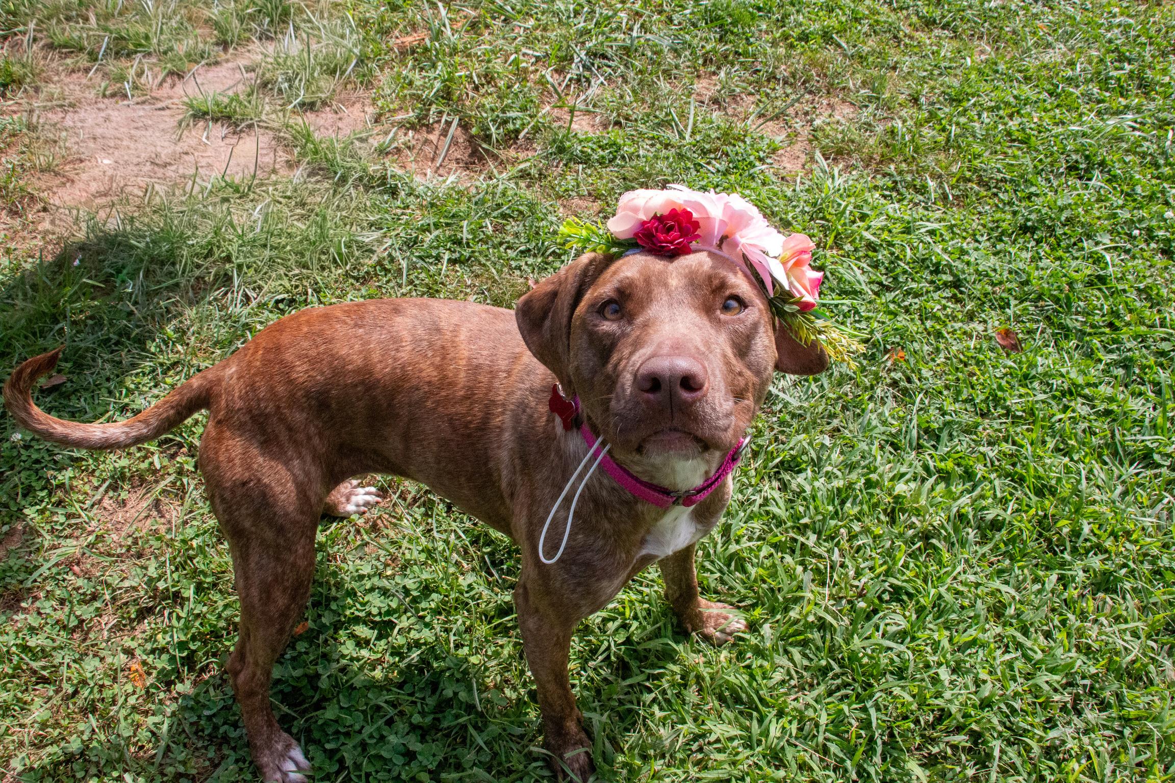 Enlarge Carol- Sweet Love Bug, a Adoptable mixed breed in State College, PA image 6/6