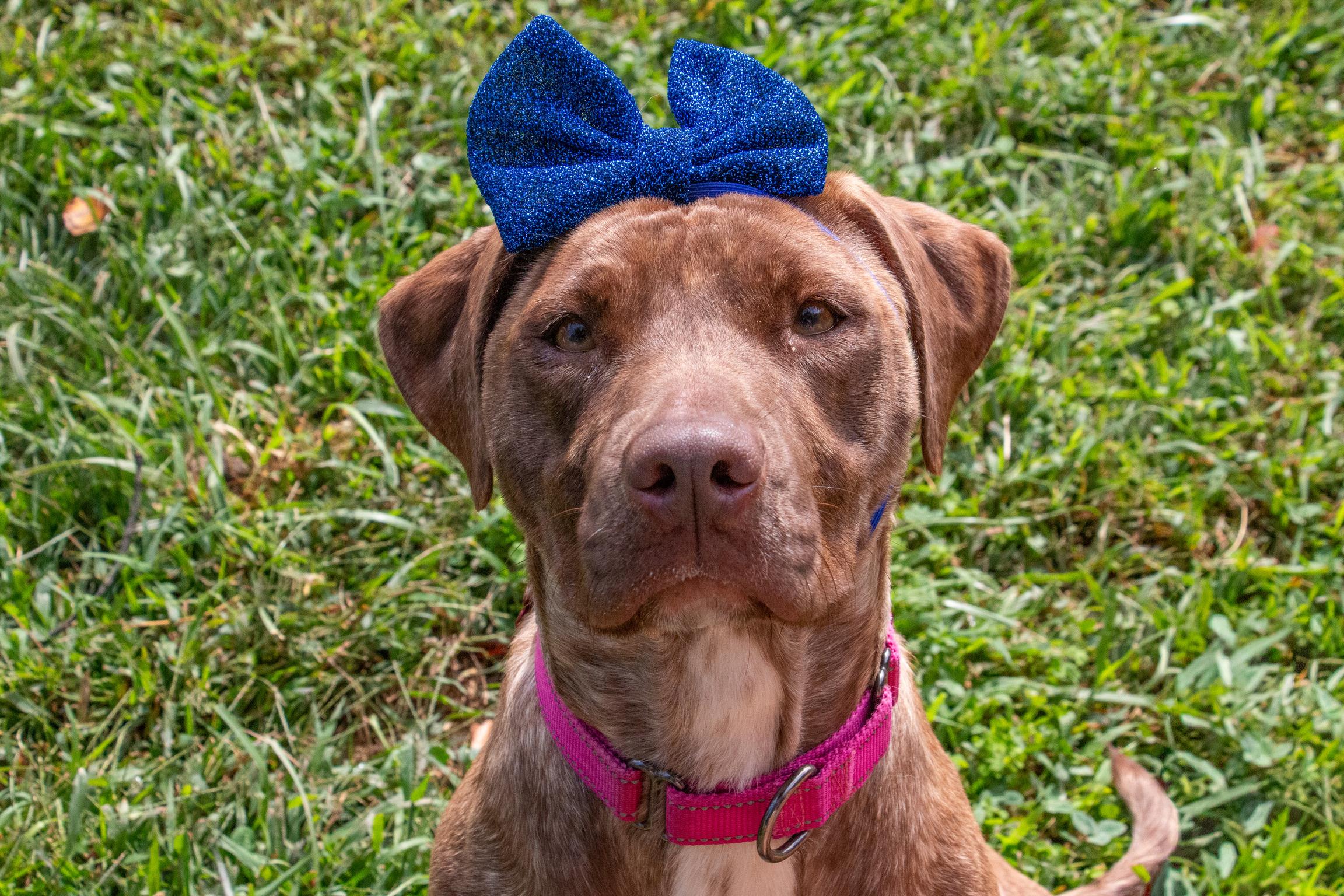 Enlarge Carol- Sweet Love Bug, a Adoptable mixed breed in State College, PA image 1/6