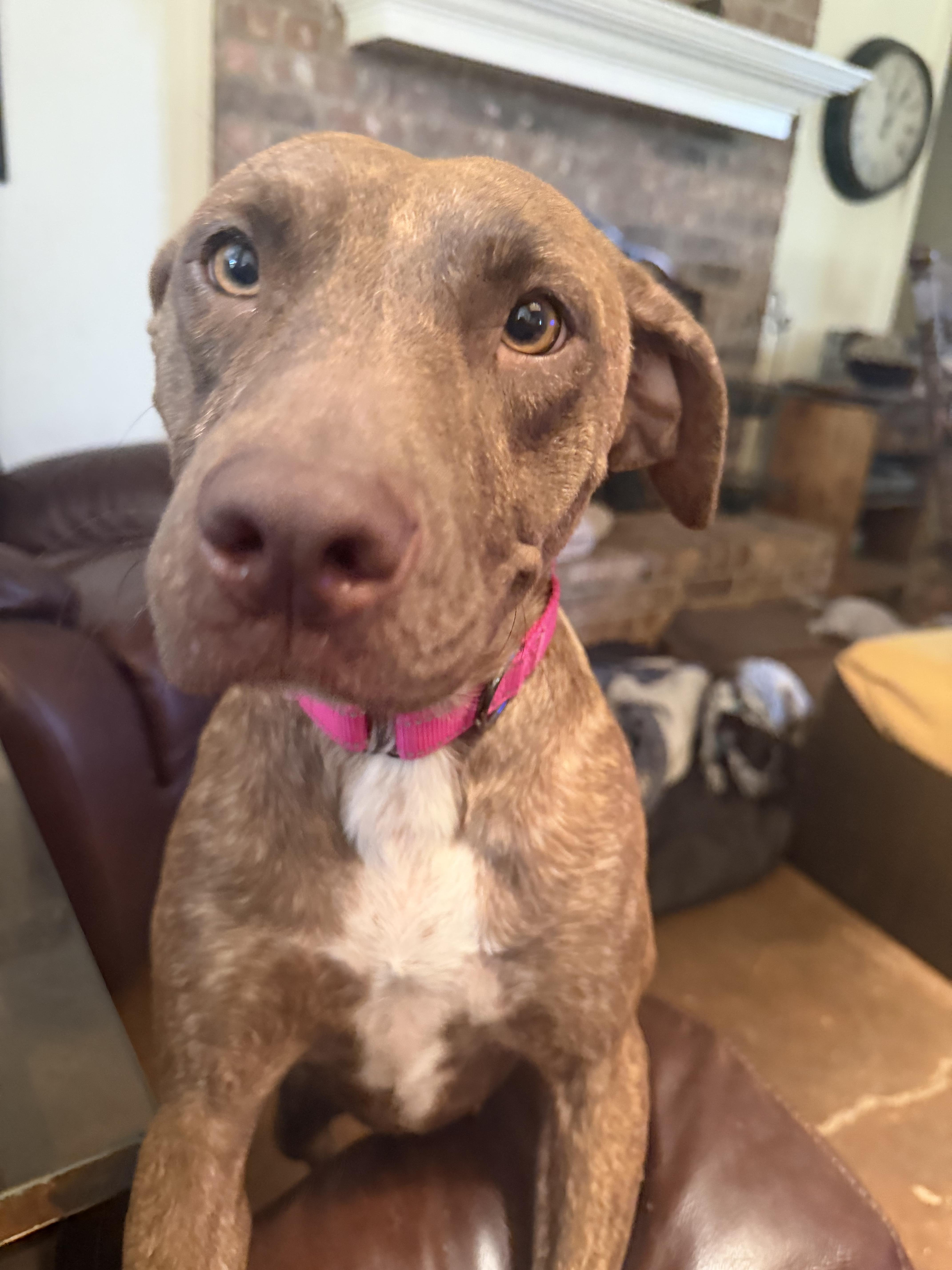 Enlarge Carol- Sweet Love Bug, a Adoptable mixed breed in State College, PA image 2/6
