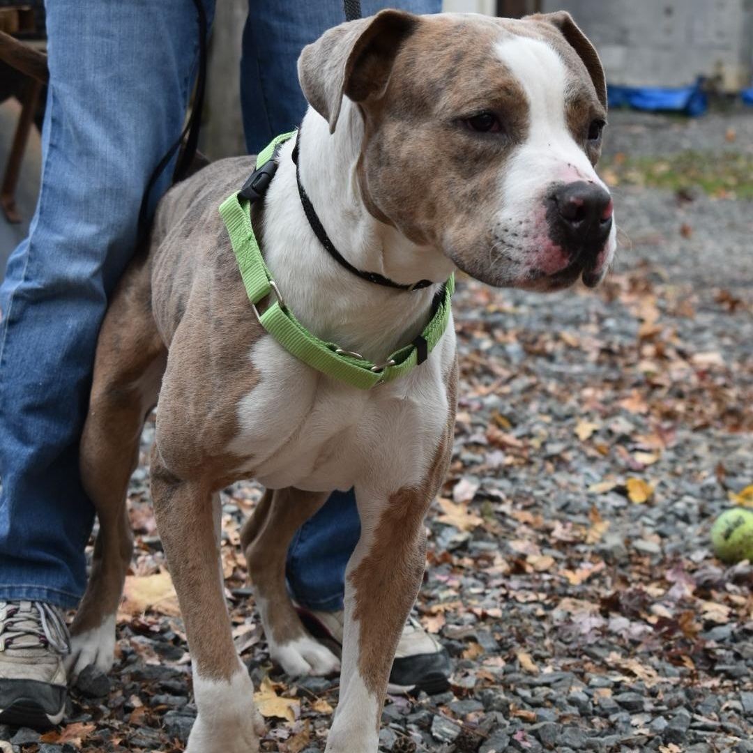 Cane, a Adoptable mixed breed in Greensboro, NC image 2/3
