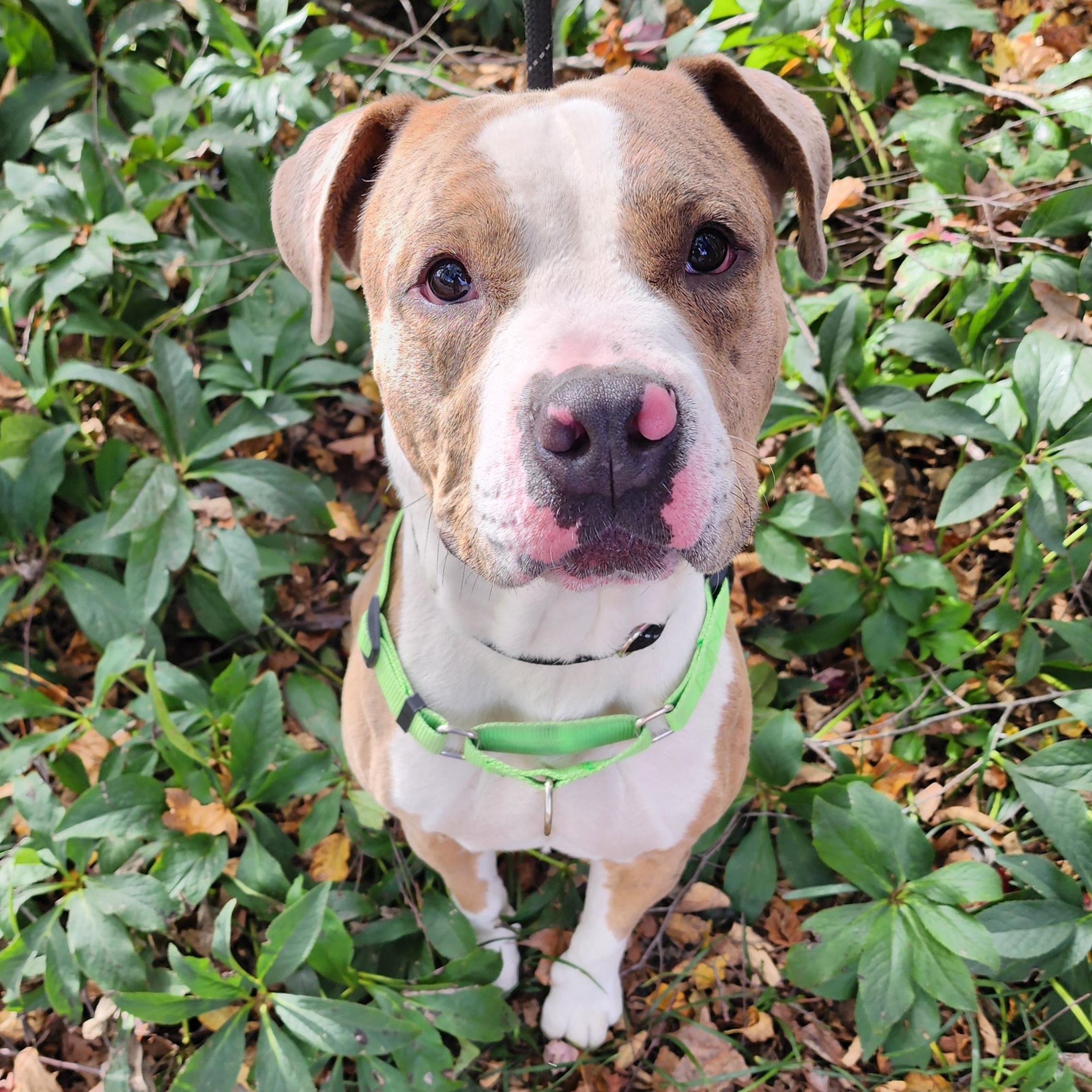 Cane, Adoptable, Adult Male Pit Bull Terrier & Mixed Breed.