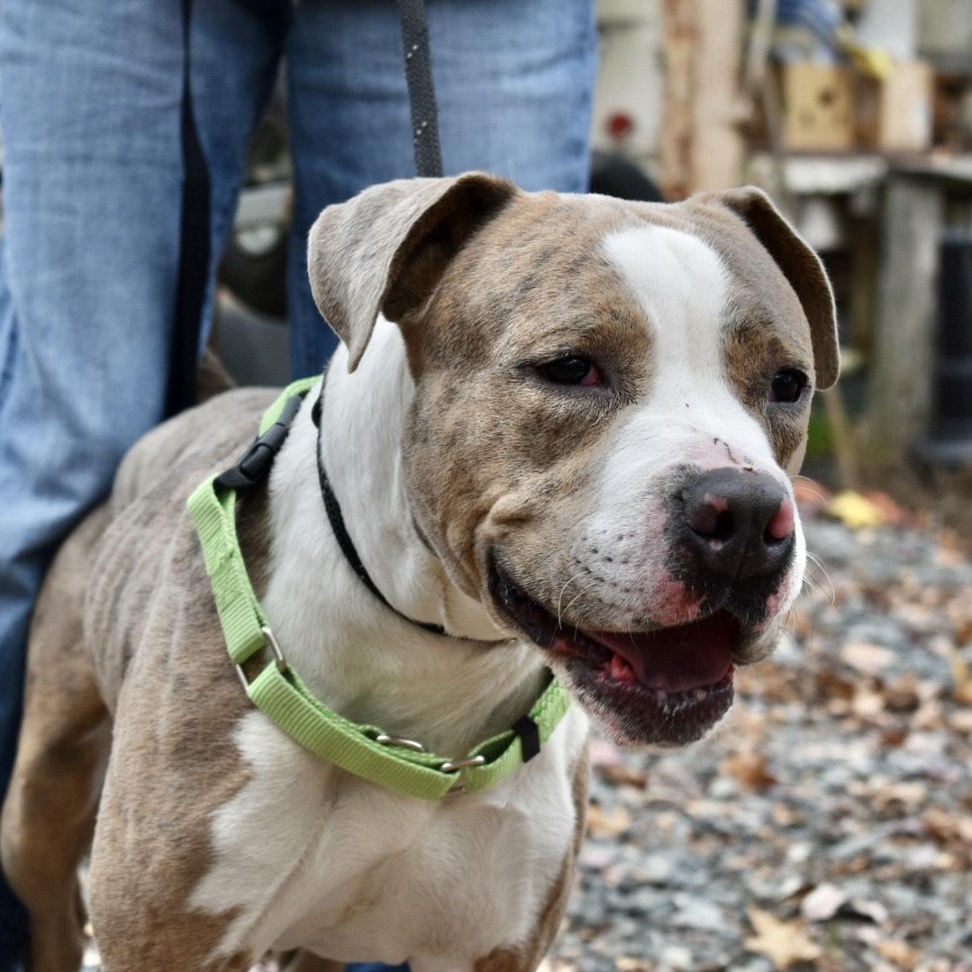 Cane, a Adoptable mixed breed in Greensboro, NC image 3/3