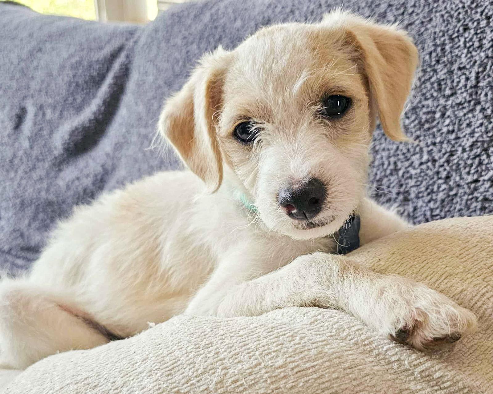 Enlarge Banks, a Adoptable Terrier in Corona, CA image 1/3