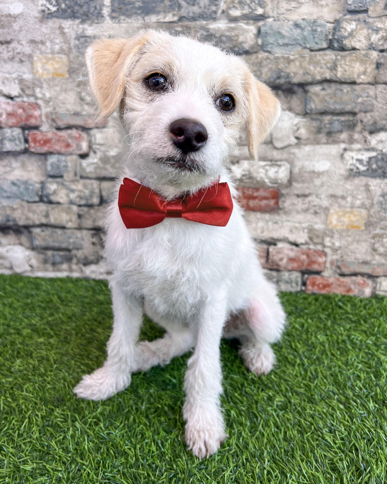 Enlarge Banks, a Adoptable Terrier in Corona, CA image 2/3