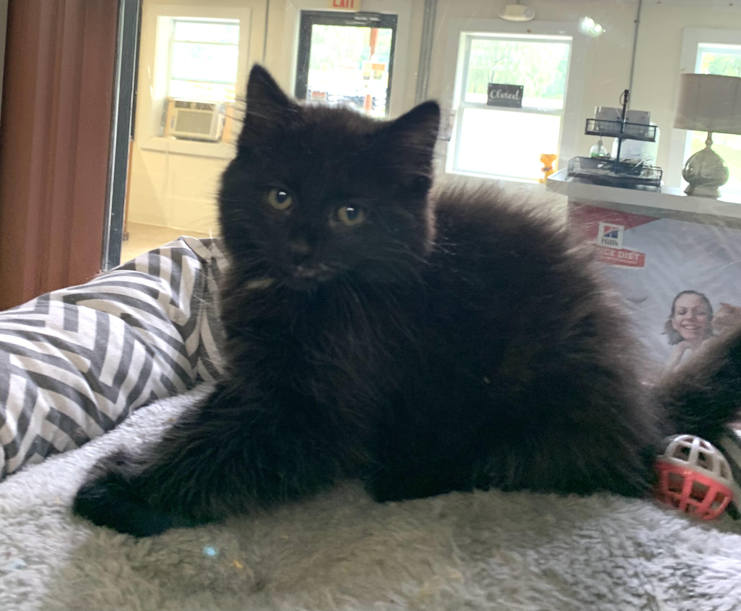Chai, a ADOPTABLE mixed breed in Massena, NY image 2/2