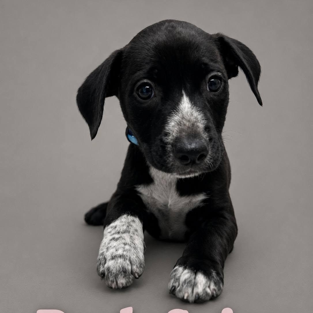 Posh Spice, Adoptable, Puppy Female Labrador Retriever.