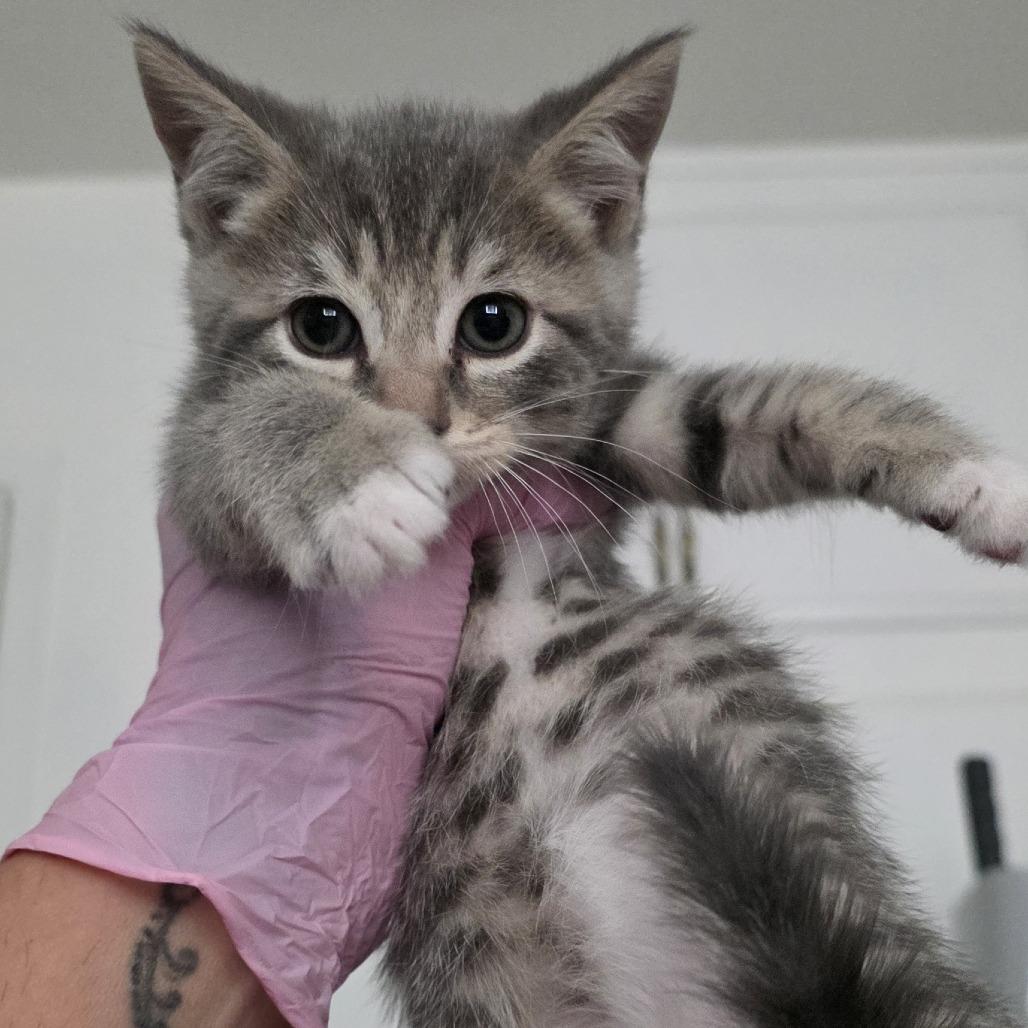 Misty, Adoptable, Kitten Female American Shorthair.