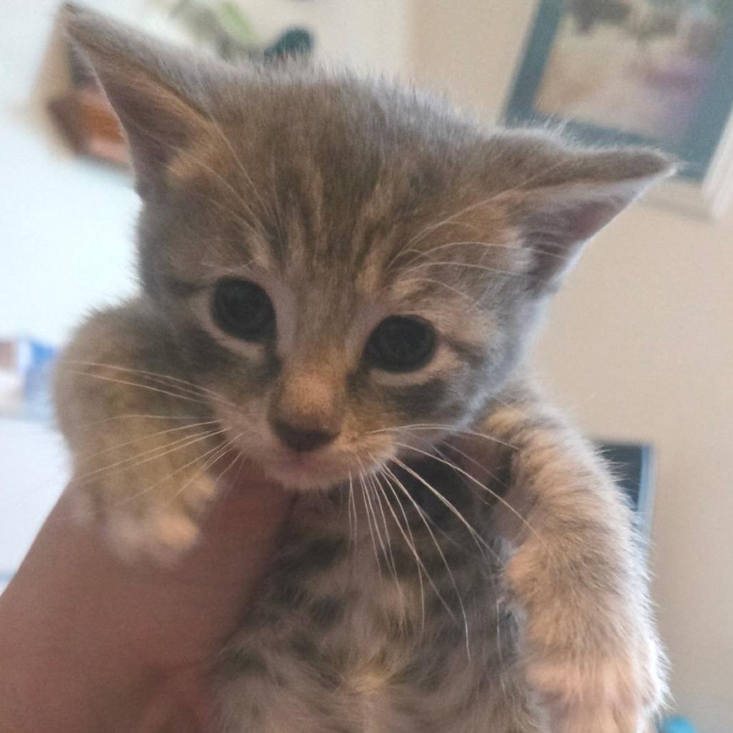 Enlarge Misty, a Adoptable American Shorthair in Calimesa, CA image 2/2