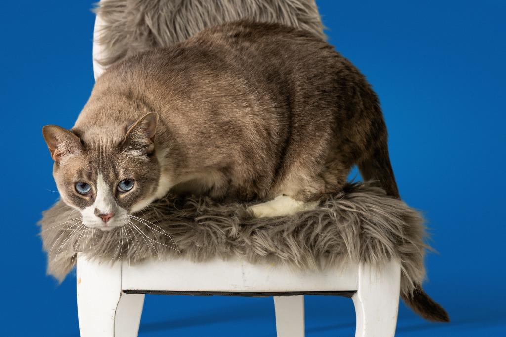 Zarina, an adoptable Domestic Short Hair, Snowshoe in Tyler, TX, 75713 | Photo Image 3
