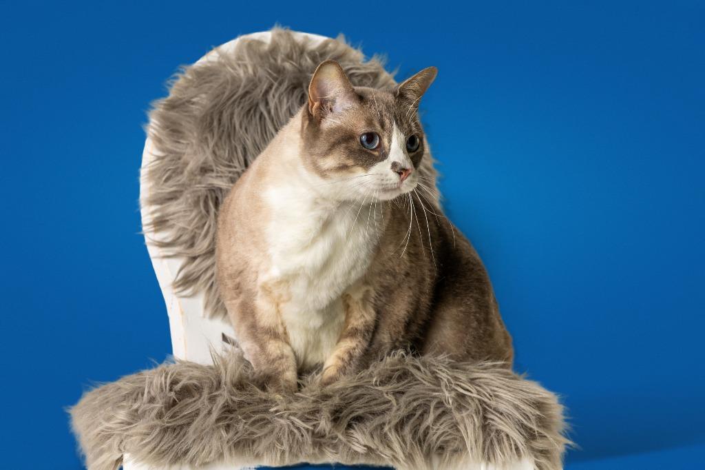 Zarina, an adoptable Domestic Short Hair, Snowshoe in Tyler, TX, 75713 | Photo Image 2