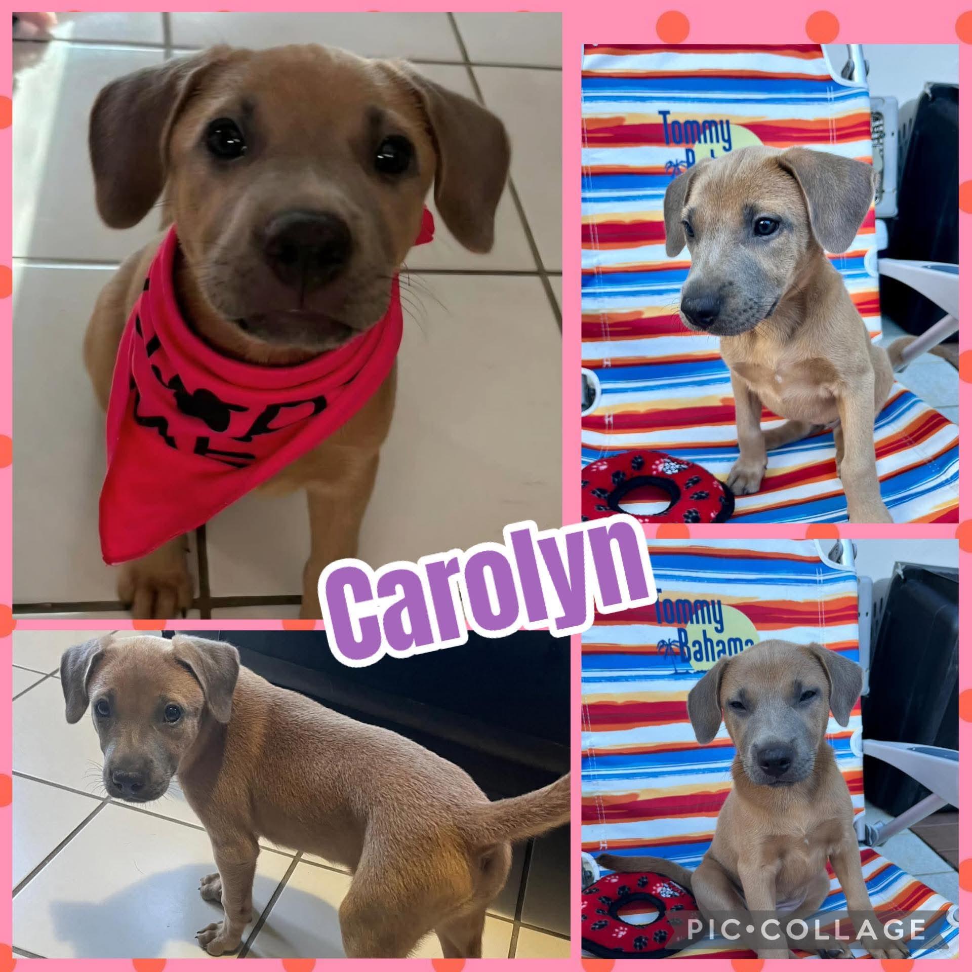 Carolyn, ADOPTABLE, Puppy Female Labrador Retriever.
