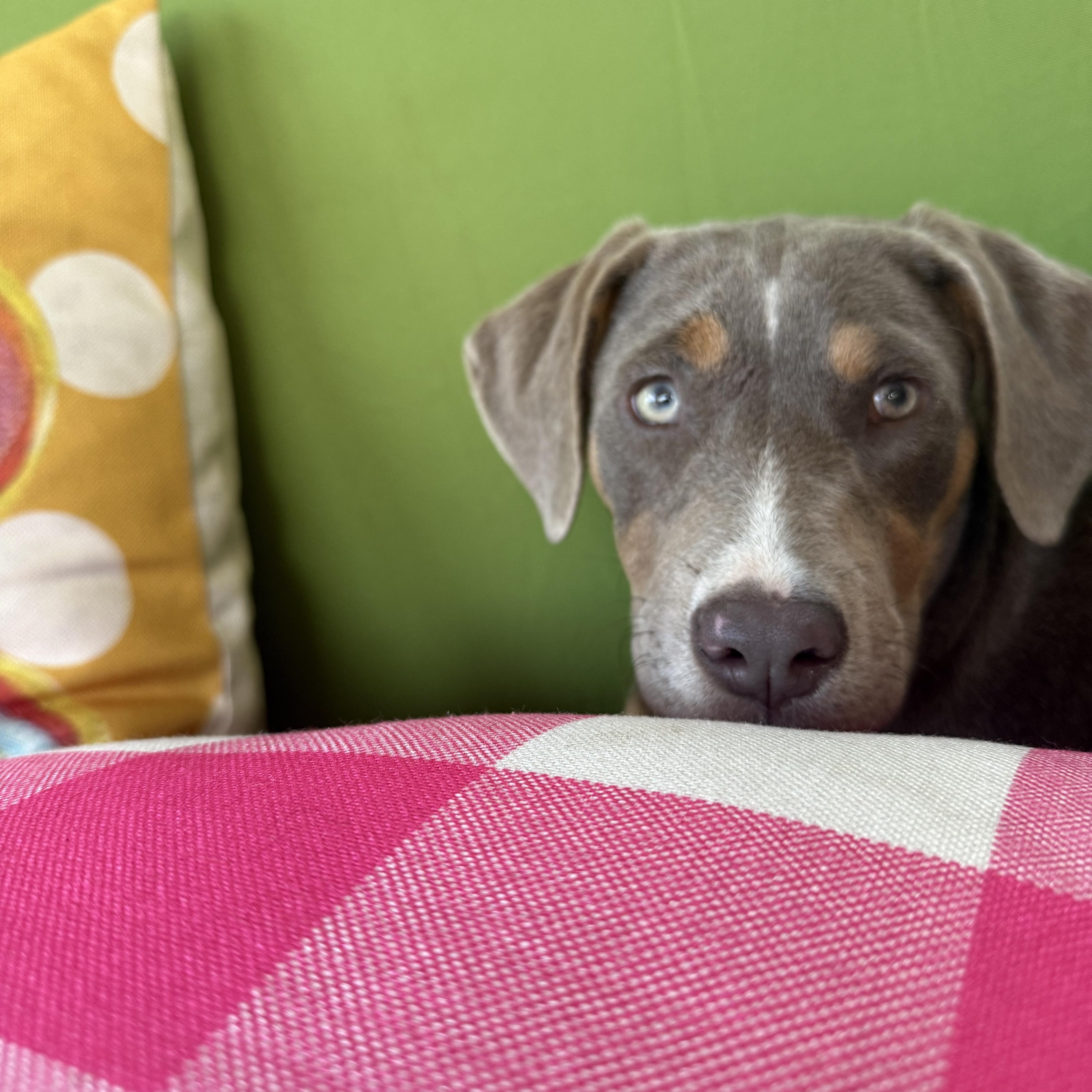 Enlarge Bonnie, an adopted mixed breed in Tyler, TX image 1/6