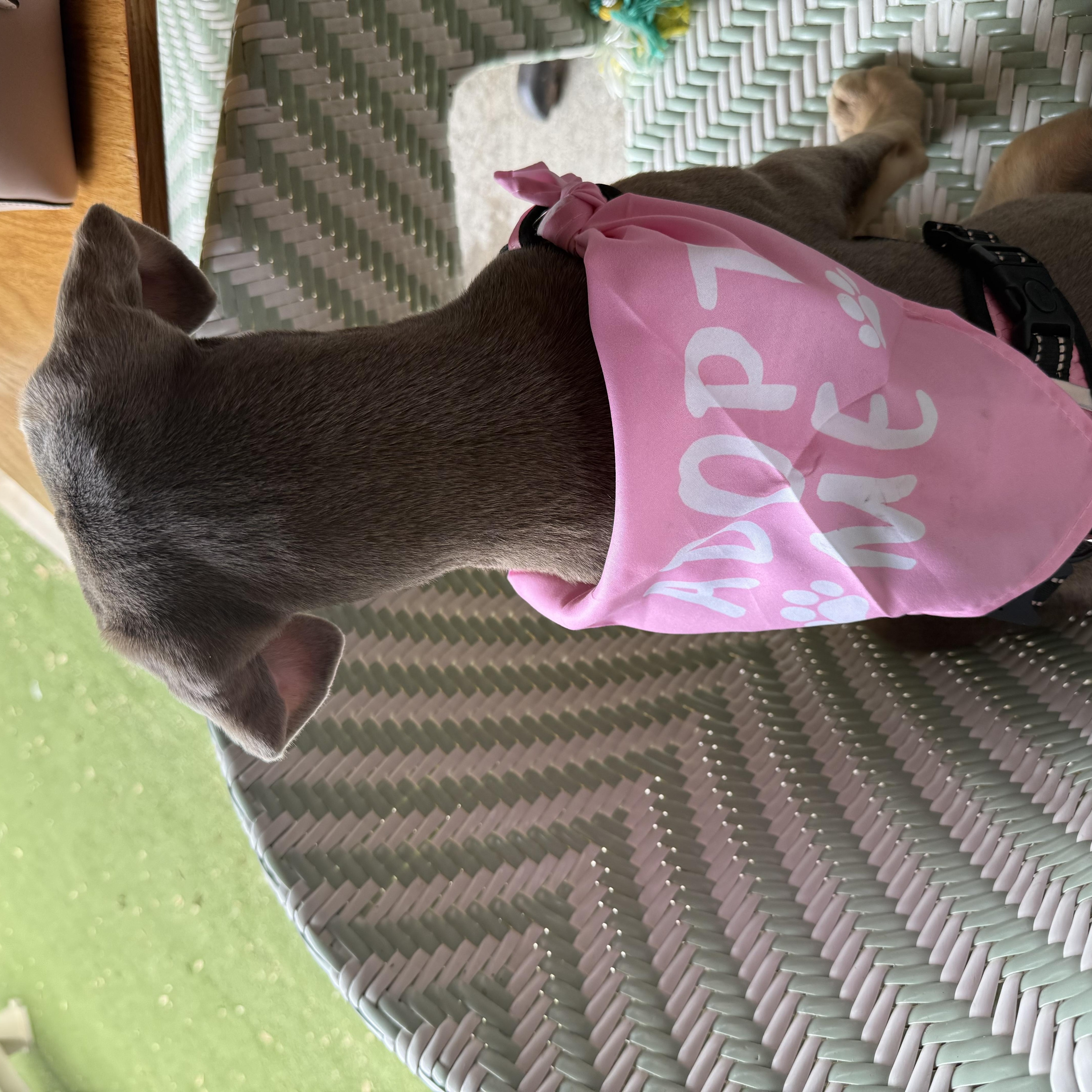 Enlarge Bonnie, an adopted mixed breed in Tyler, TX image 4/6