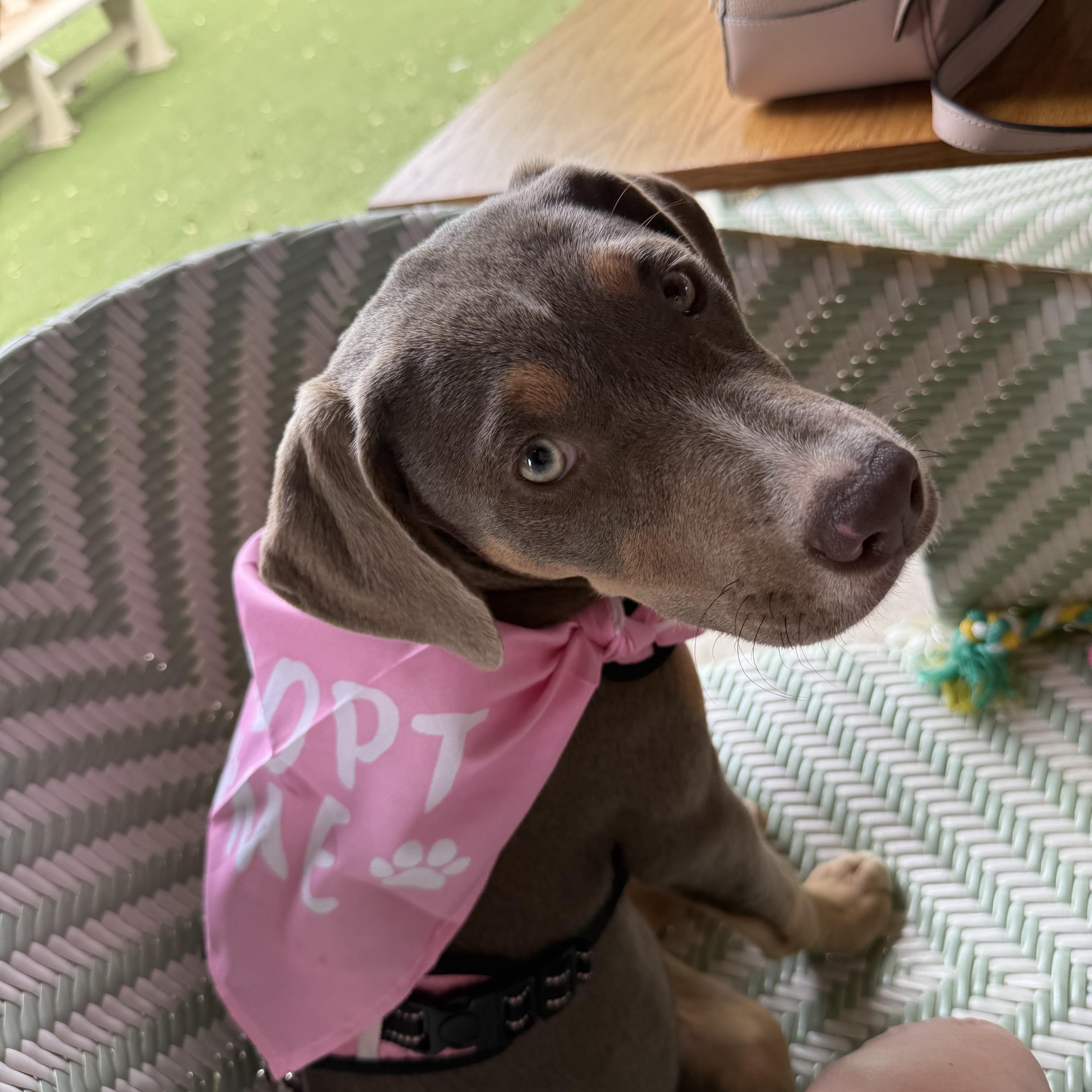 Enlarge Bonnie, an adopted mixed breed in Tyler, TX image 2/6