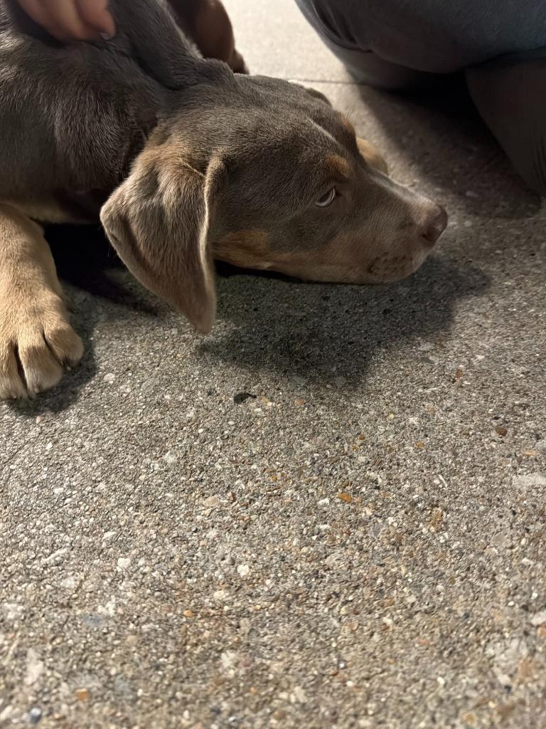 Enlarge Bonnie, an adopted mixed breed in Tyler, TX image 3/6