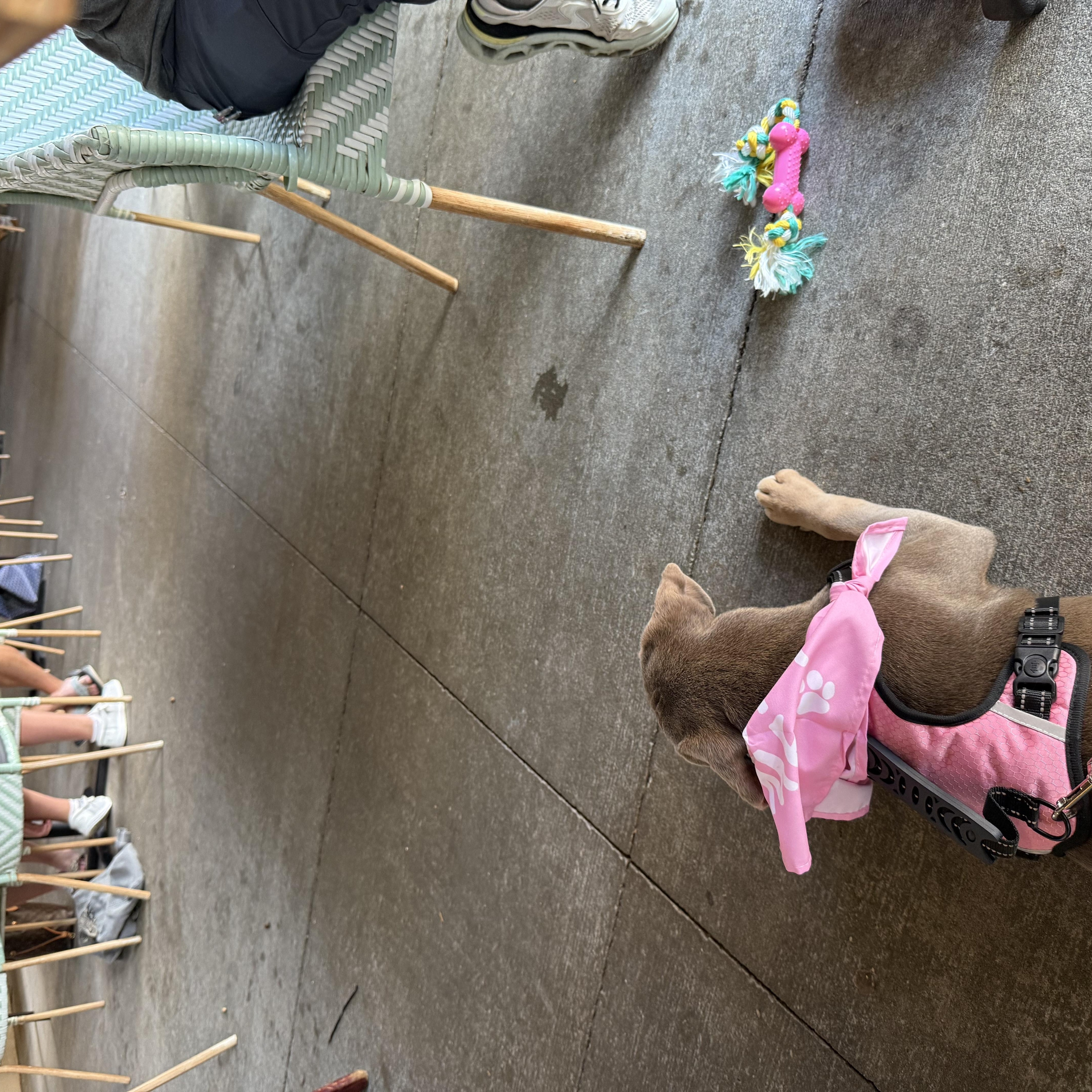 Enlarge Bonnie, an adopted mixed breed in Tyler, TX image 6/6