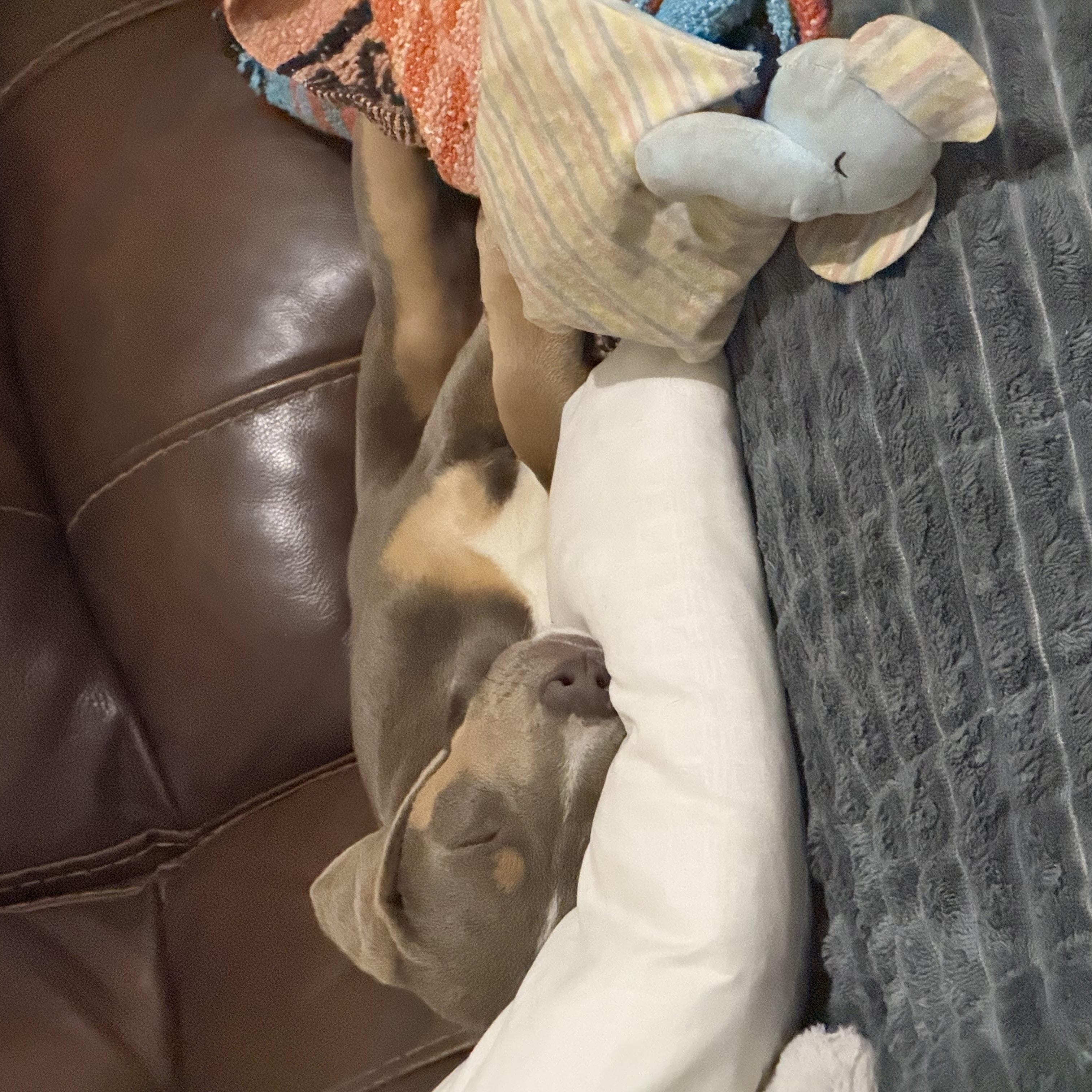 Enlarge Bonnie, an adopted mixed breed in Tyler, TX image 5/6