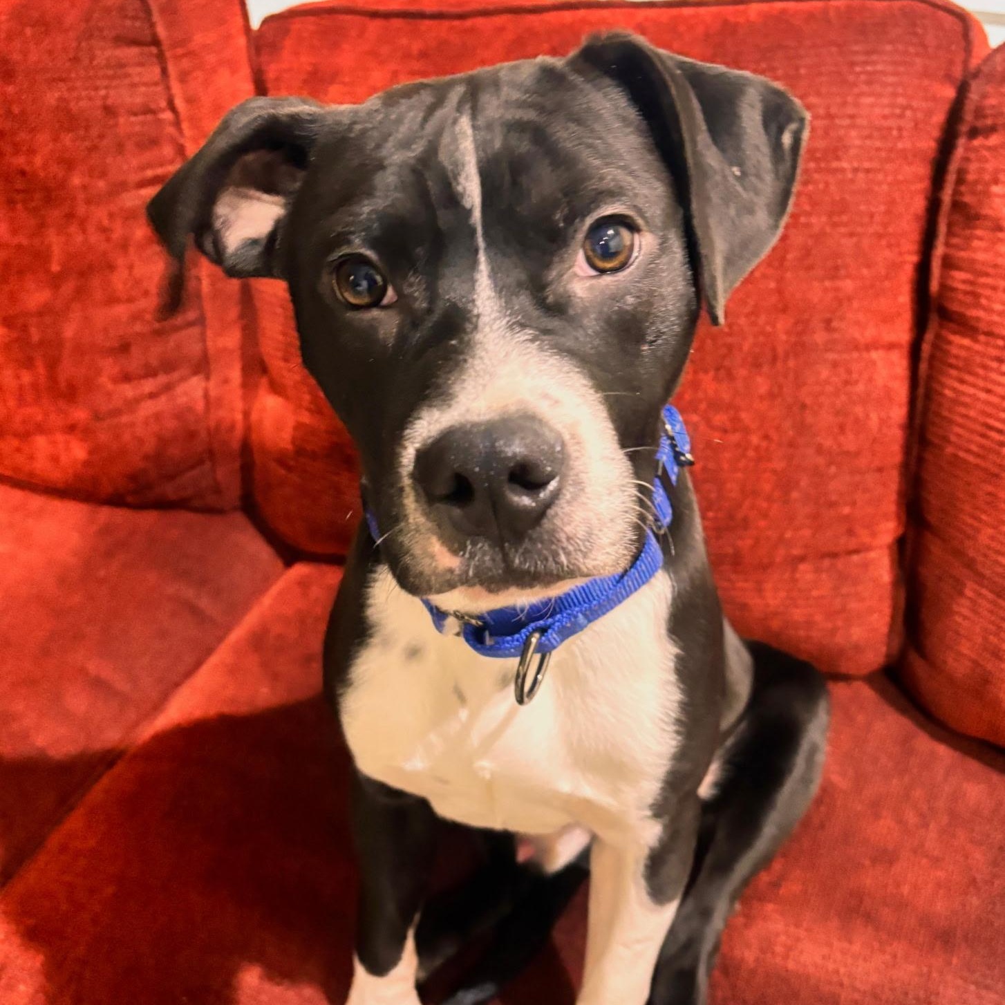 Enlarge Cooper, an adopted mixed breed in Marietta, GA image 1/4