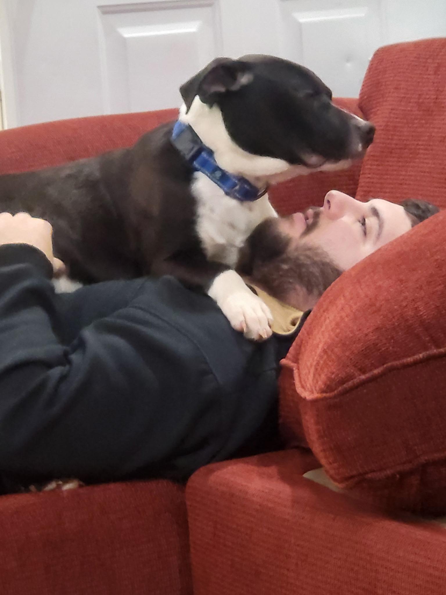 Enlarge Cooper, an adopted mixed breed in Marietta, GA image 4/4