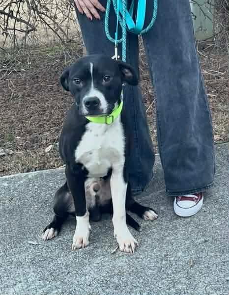 Enlarge Cooper, an adopted mixed breed in Marietta, GA image 3/4