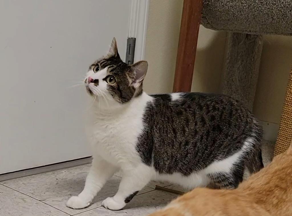 Tiny Tim, Adoptable, Adult Male Domestic Short Hair.