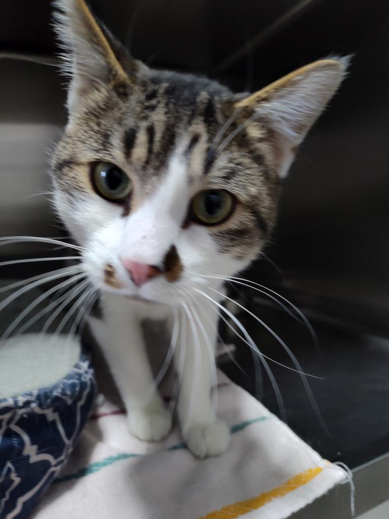 Enlarge Tiny Tim, a Adoptable mixed breed in Sandusky, OH image 2/4