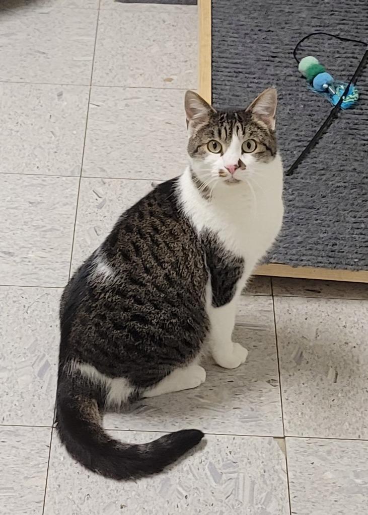 Enlarge Tiny Tim, a Adoptable mixed breed in Sandusky, OH image 3/4