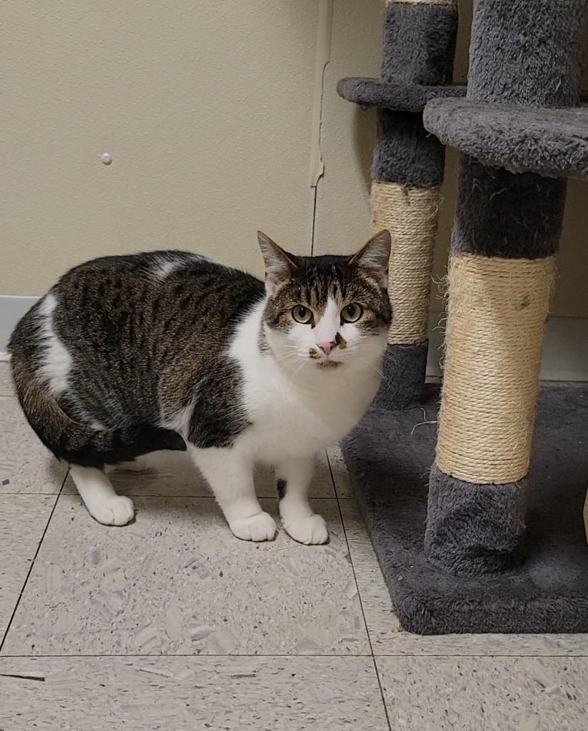 Enlarge Tiny Tim, a Adoptable mixed breed in Sandusky, OH image 4/4