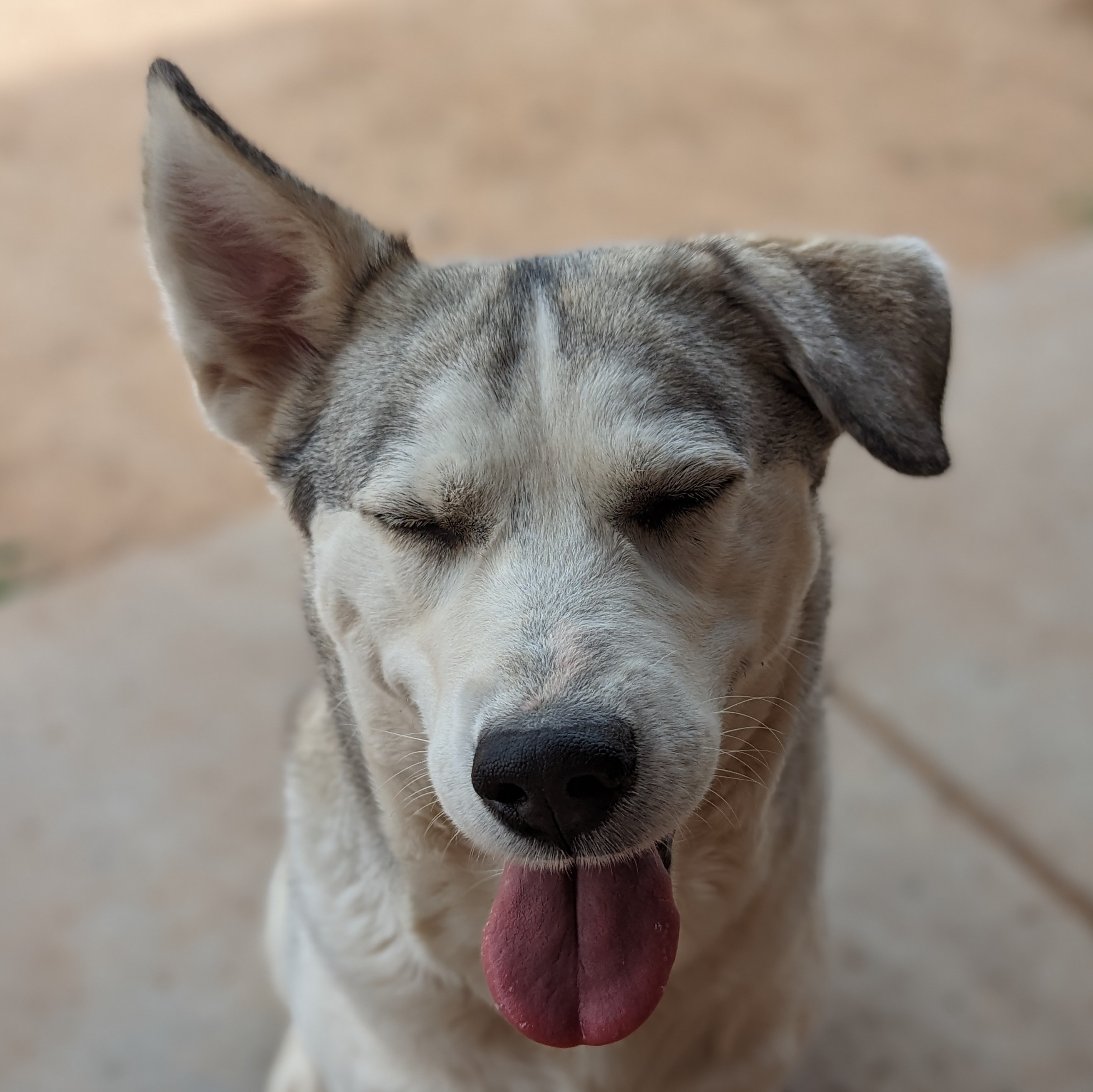 Enlarge Margot, a Adoptable mixed breed in Phoenix, AZ image 2/4