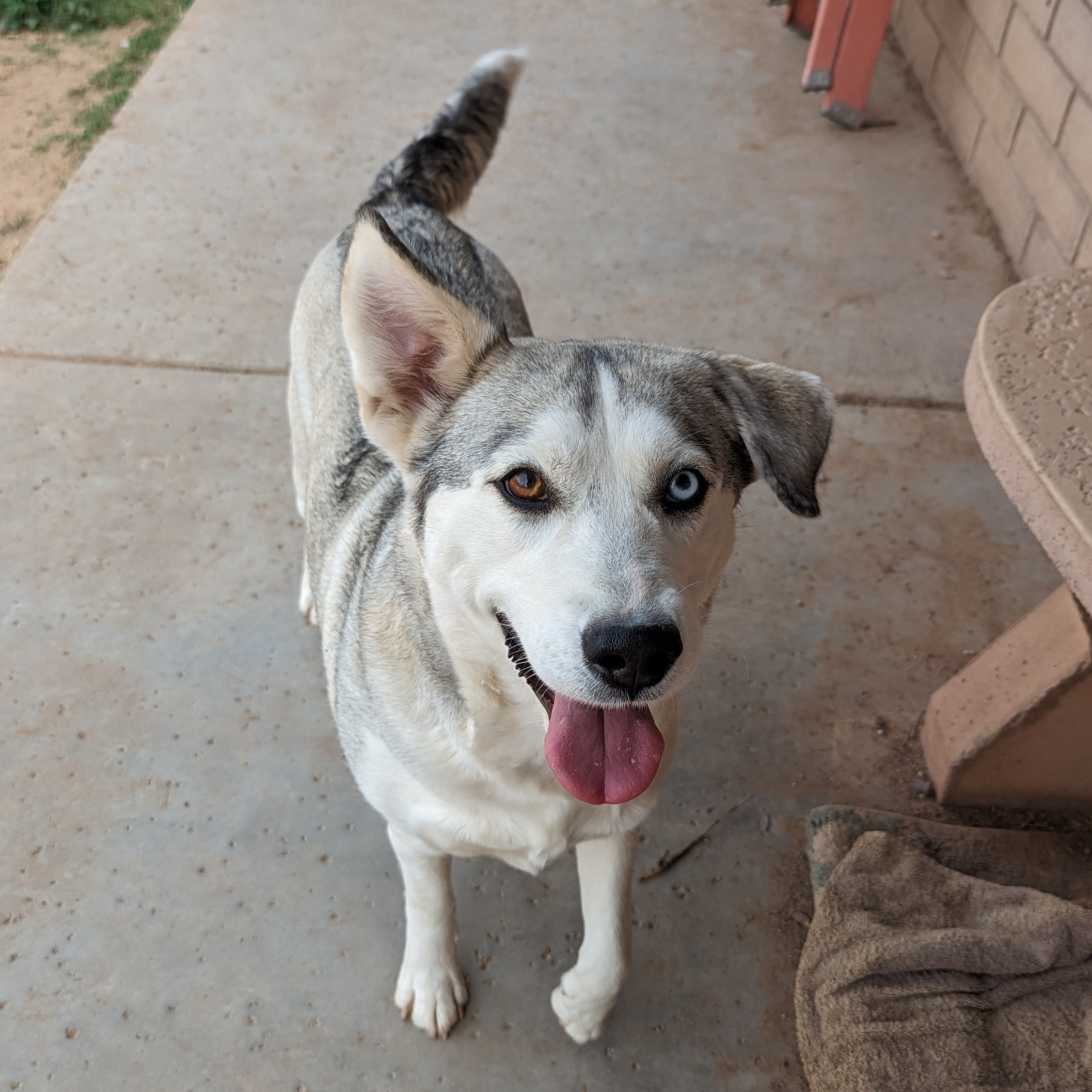 Enlarge Margot, a Adoptable mixed breed in Phoenix, AZ image 3/4