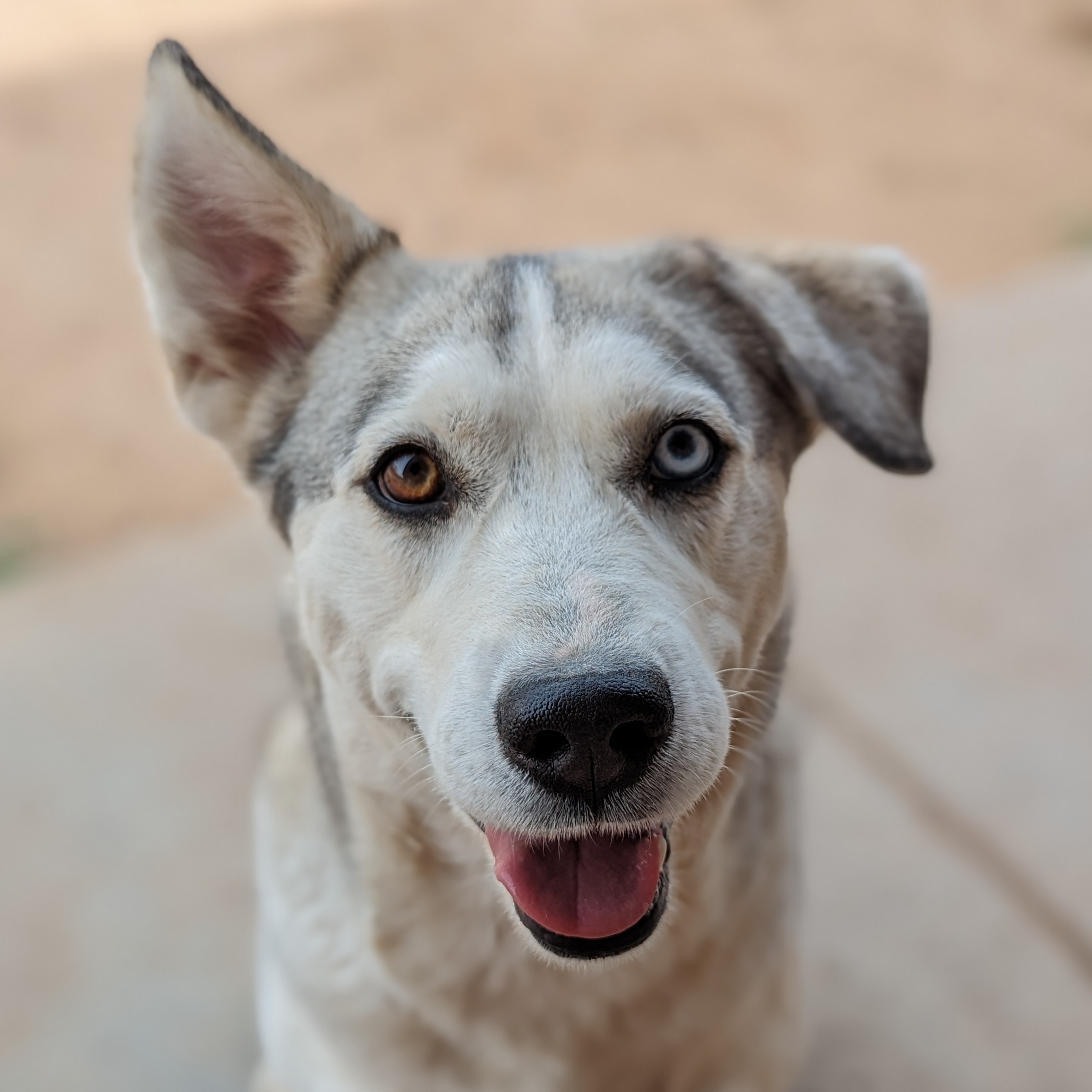 Enlarge Margot, a Adoptable mixed breed in Phoenix, AZ image 1/4